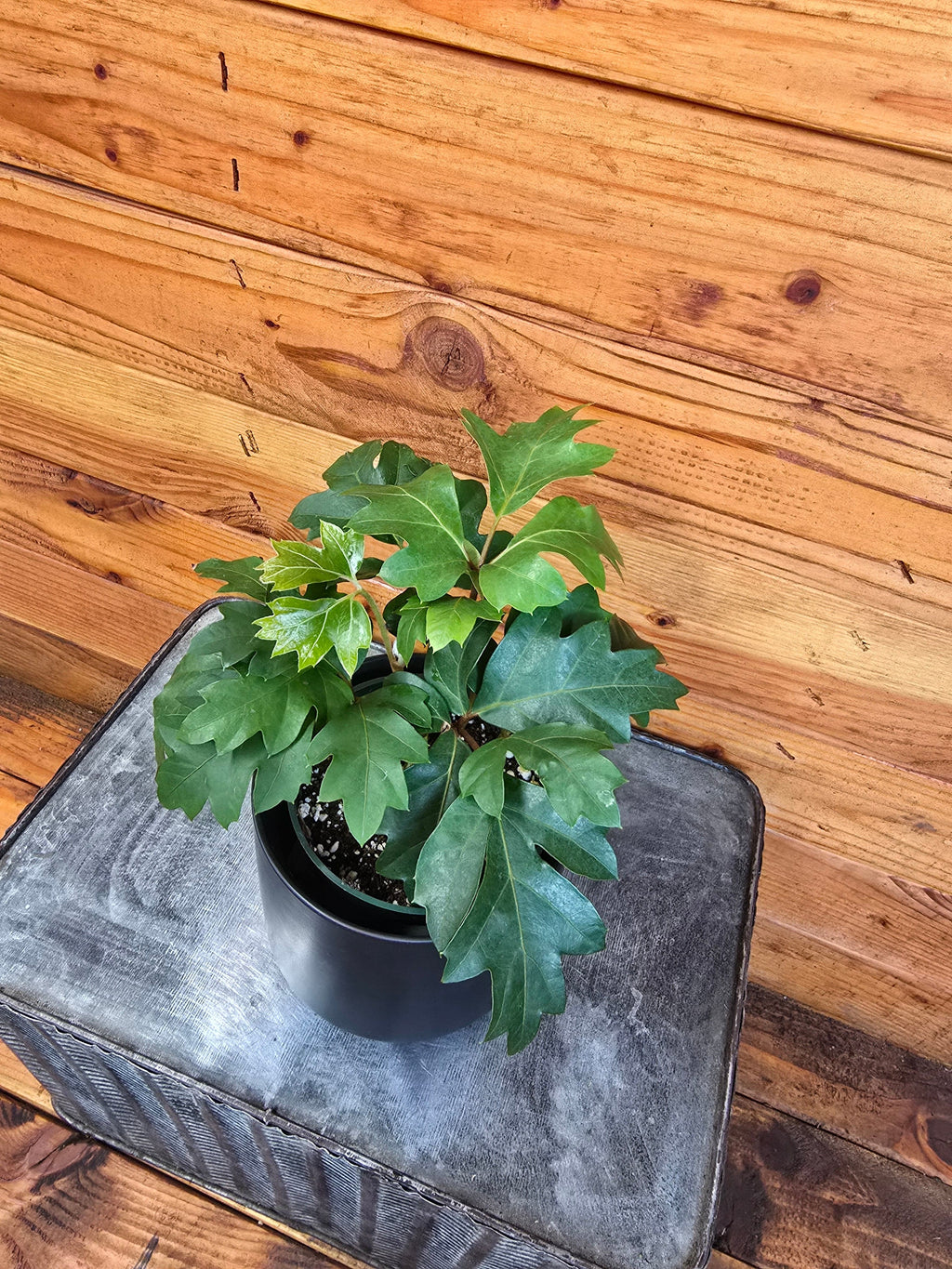 Cissus rhombifolia Oak Leaf, 4" Plant