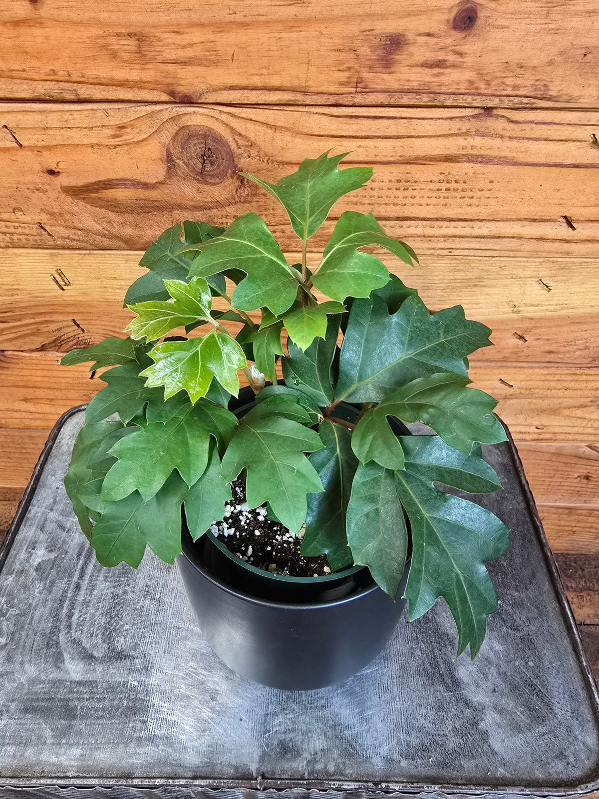 Cissus rhombifolia Oak Leaf, 4" Plant