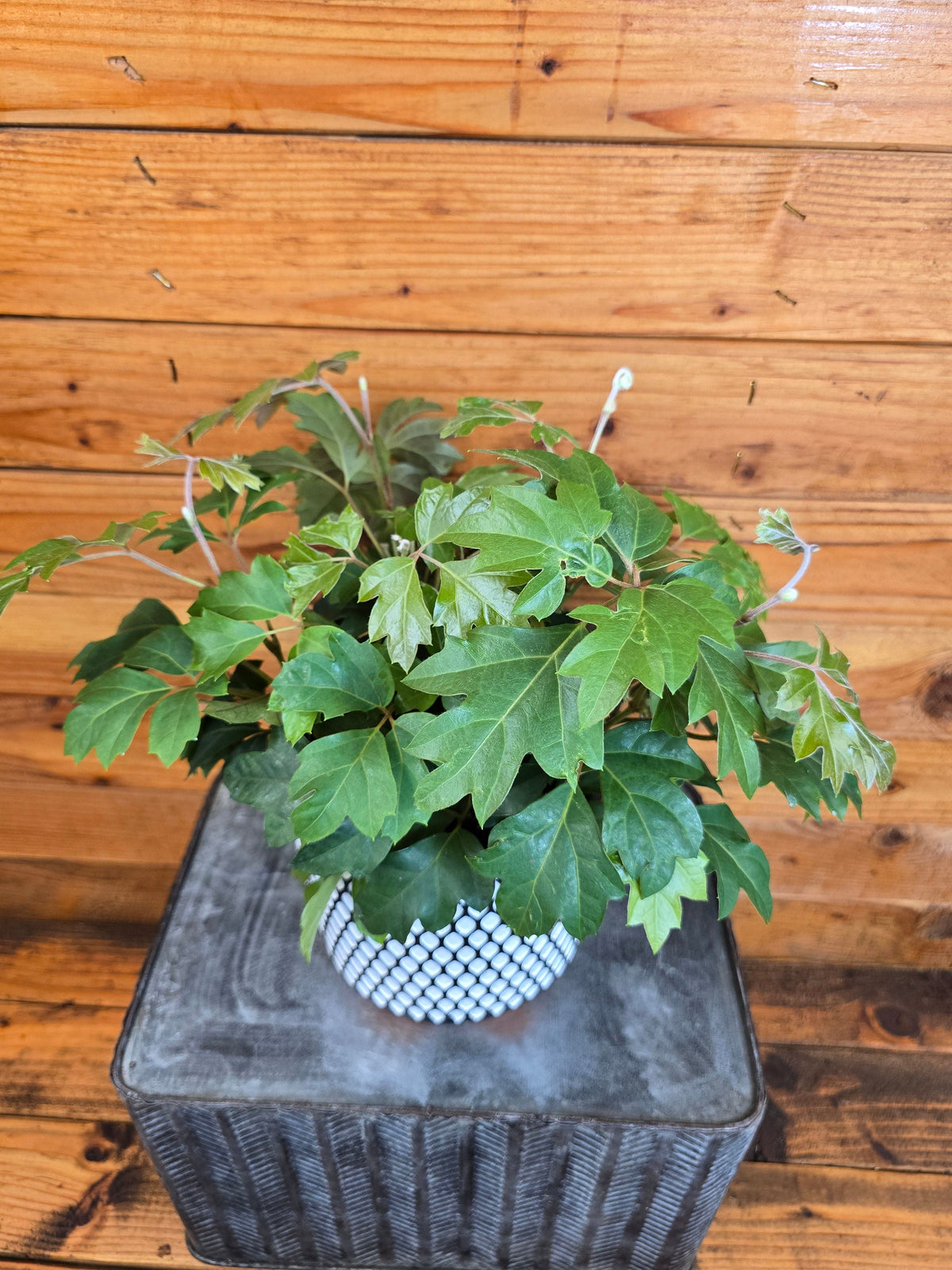 Cissus rhombifolia Oak Leaf, 6” Plant
