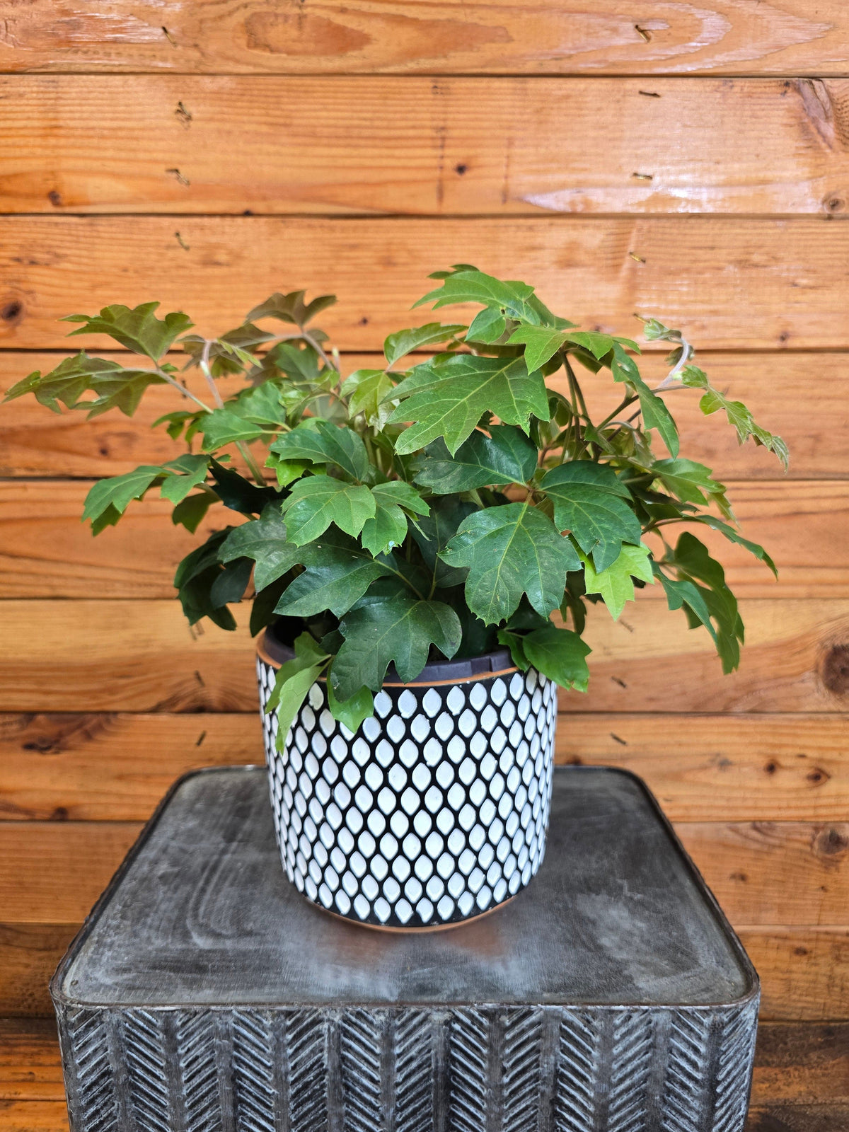 Cissus rhombifolia Oak Leaf, 6” Plant