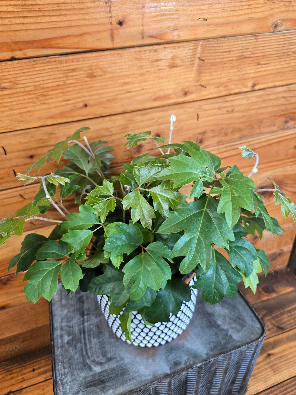 Cissus rhombifolia Oak Leaf, 6” Plant