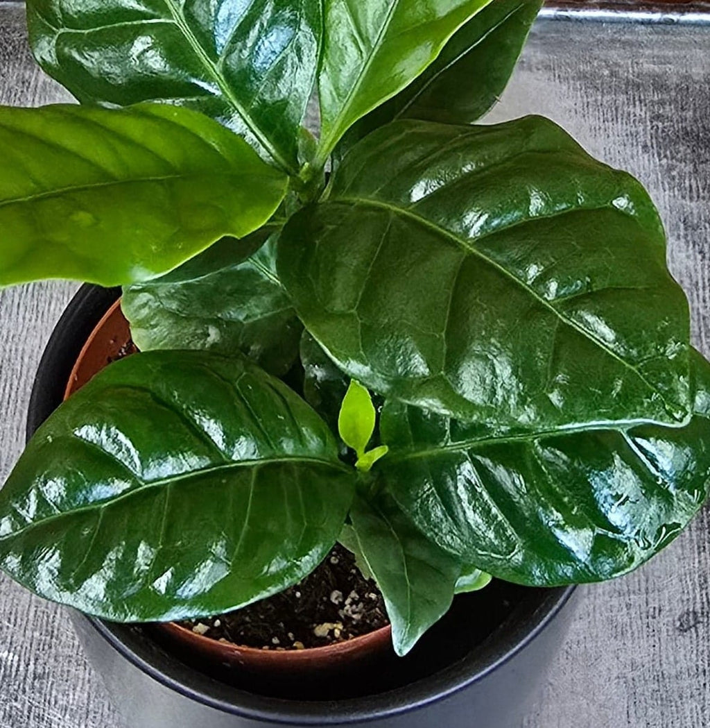 Coffea Arabica Coffee Plant, 2" Plant