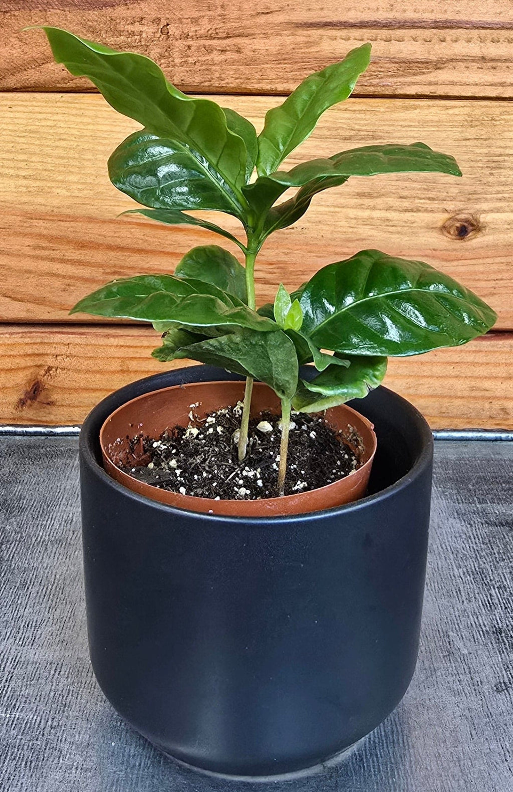 Coffea Arabica Coffee Plant, 2" Plant