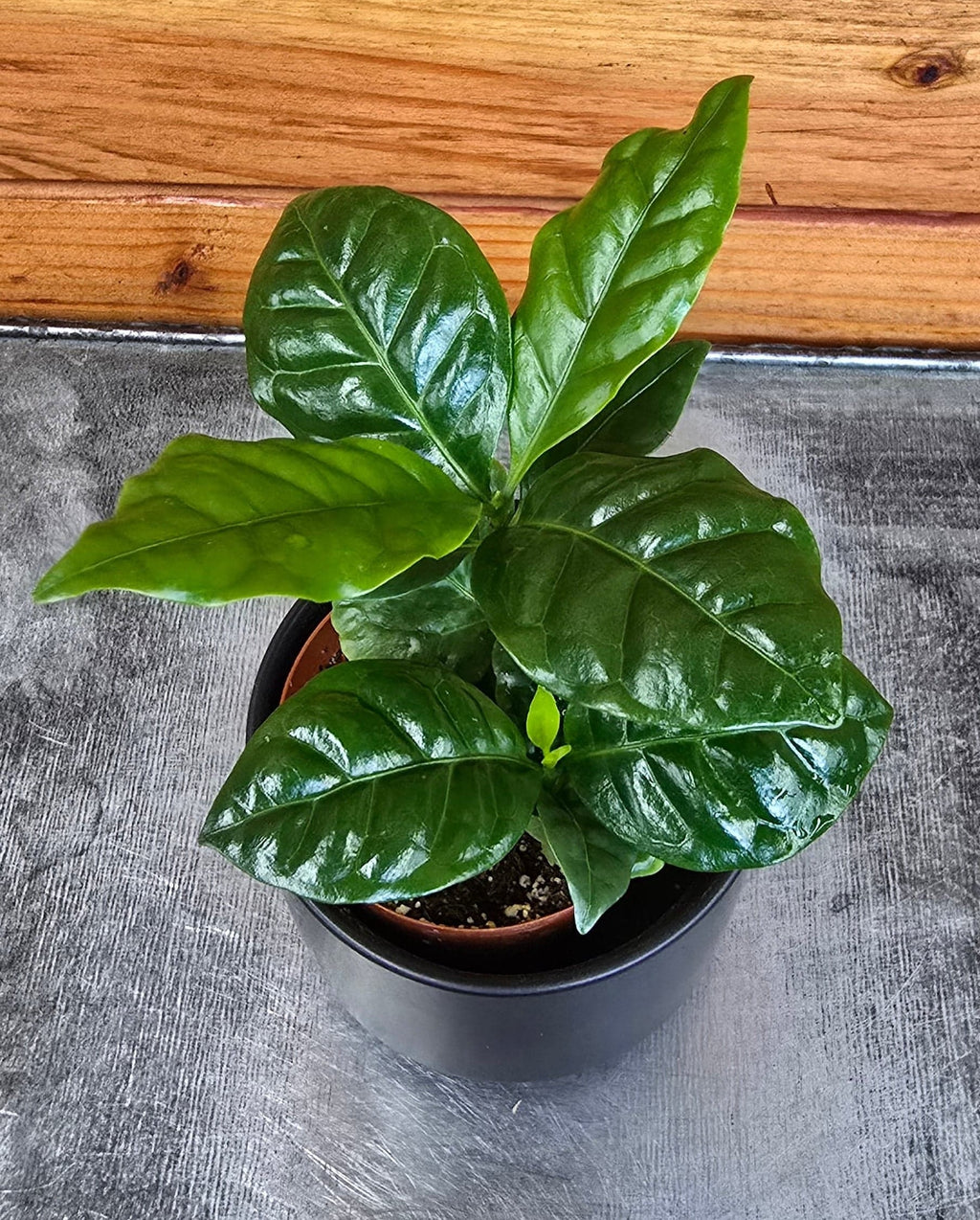 Coffea Arabica Coffee Plant, 2" Plant