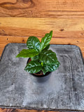 Coffea Arabica Coffee Plant, 2" Plant