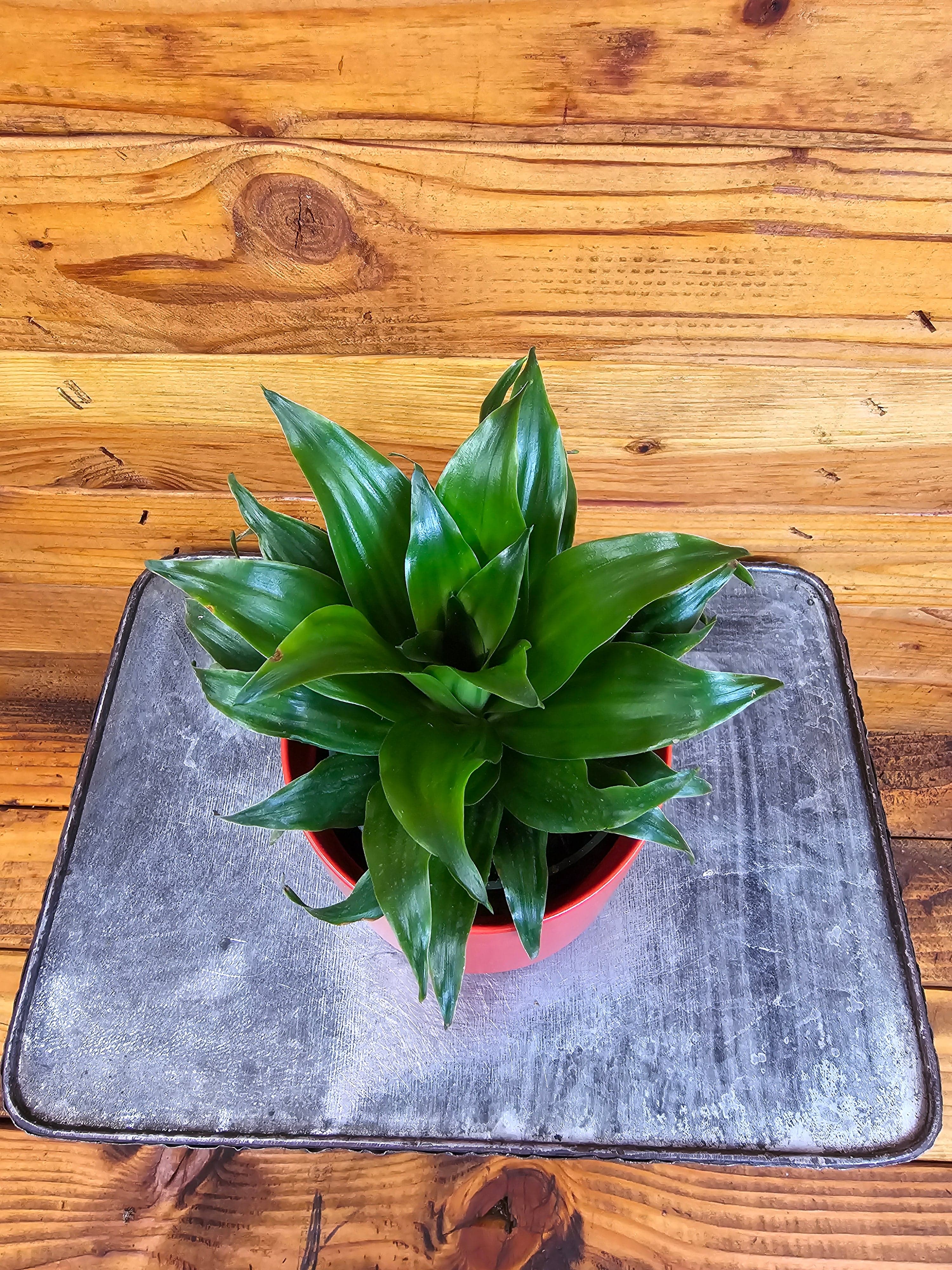 Dracaena Janet Craig Compacta, 4" Plant