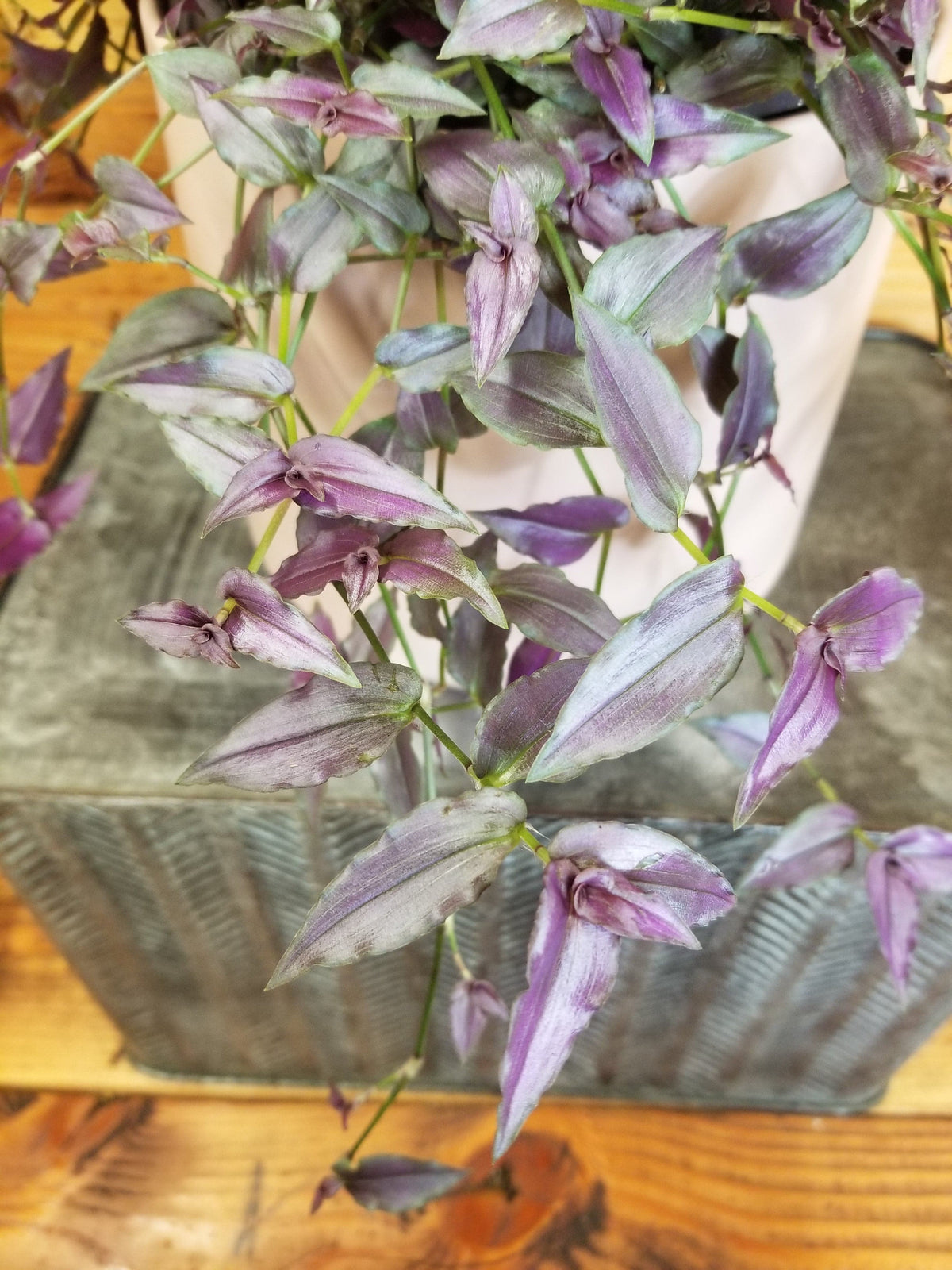 Gibasis Tahitian Purple Bridal Veil, 6" Plant