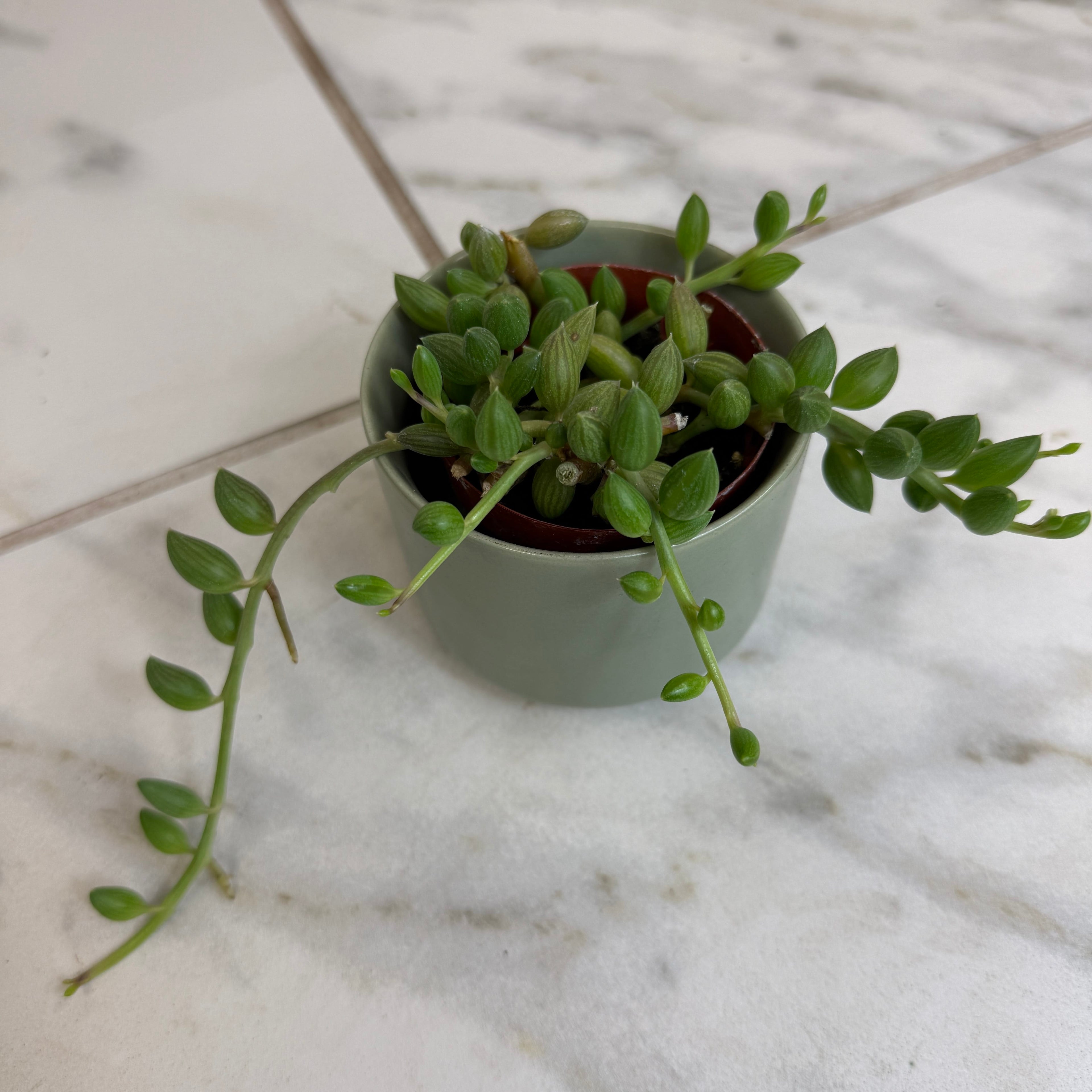 Herreianus String of Watermelons, 2" Plant
