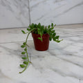 Herreianus String of Watermelons, 2" Plant