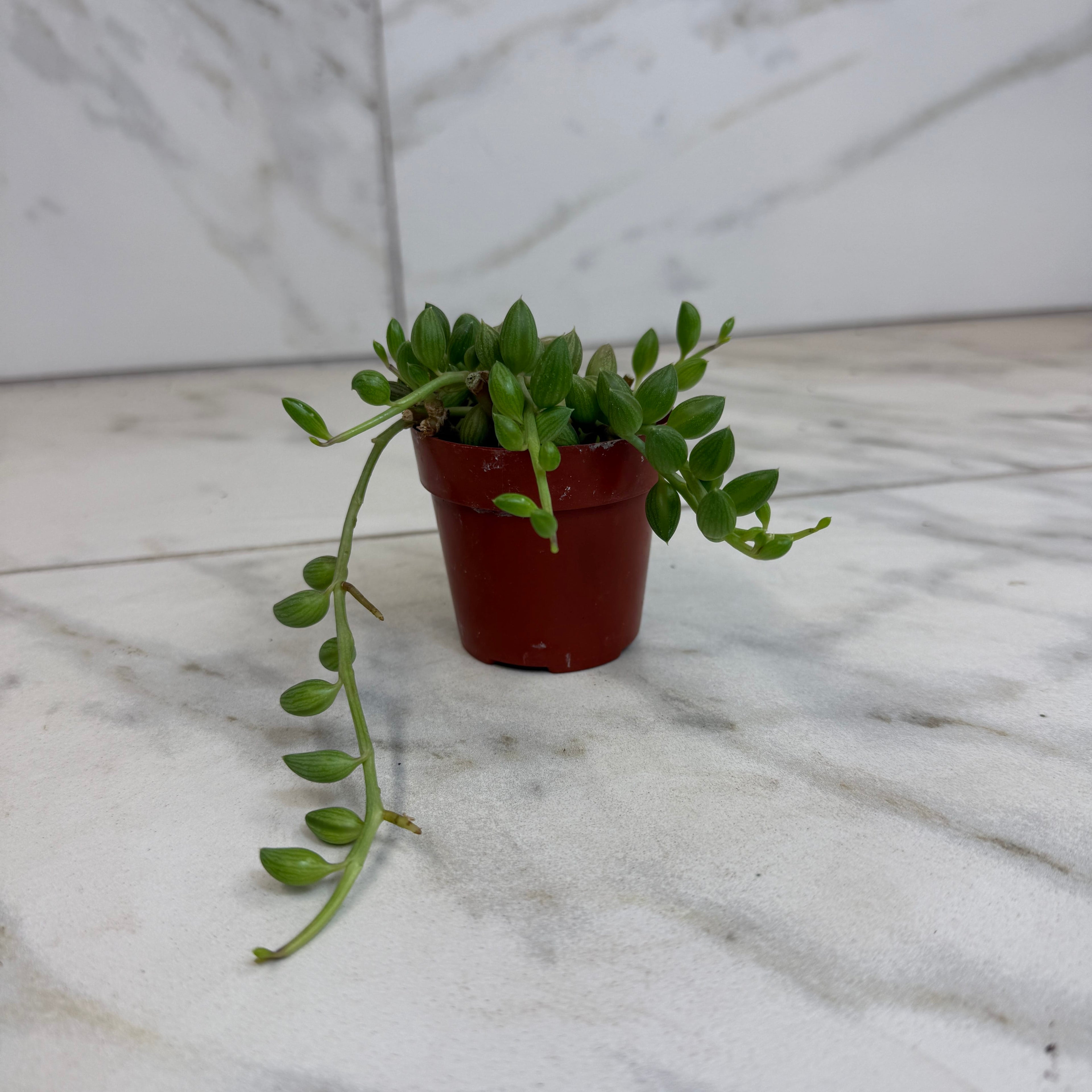 Herreianus String of Watermelons, 2" Plant