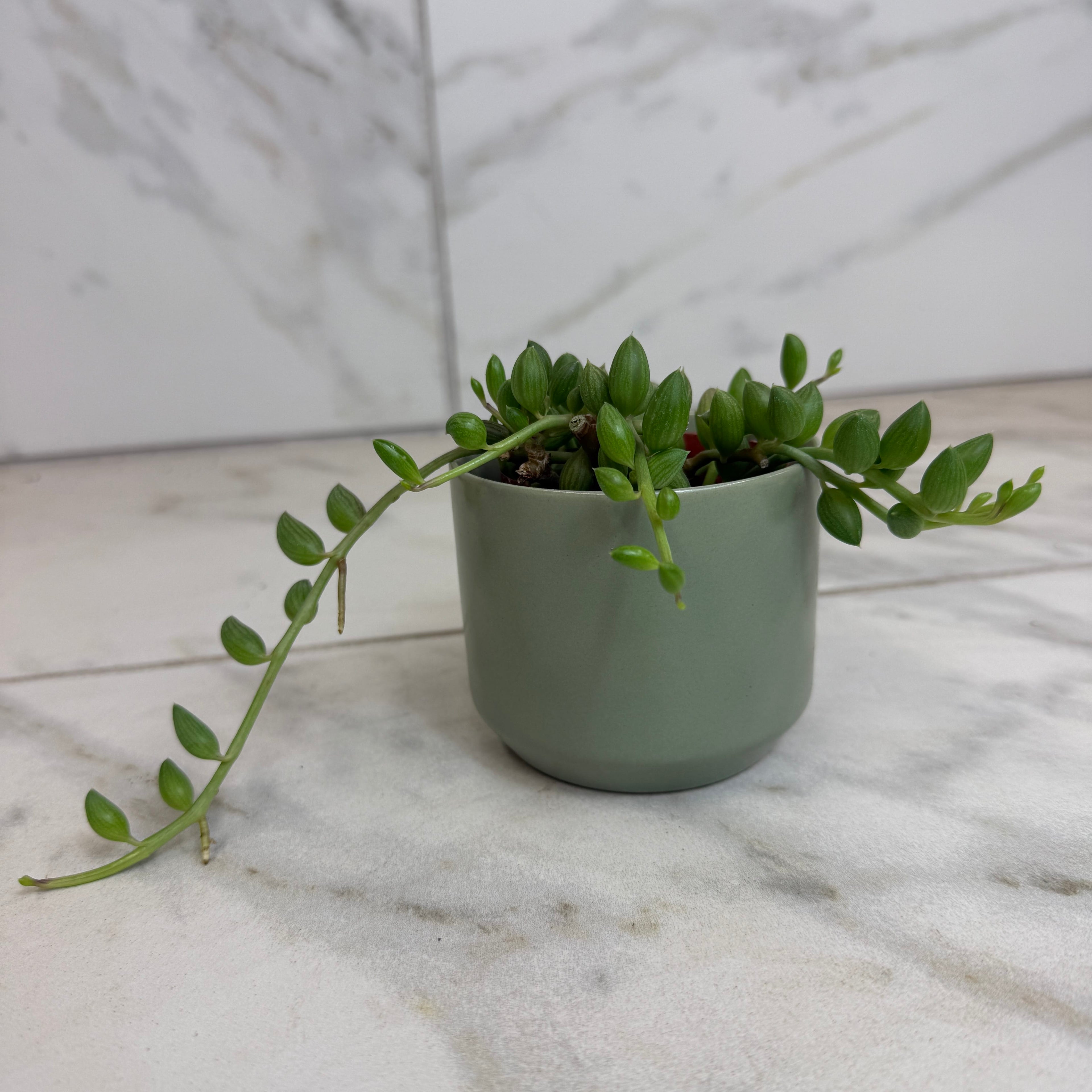 Herreianus String of Watermelons, 2" Plant