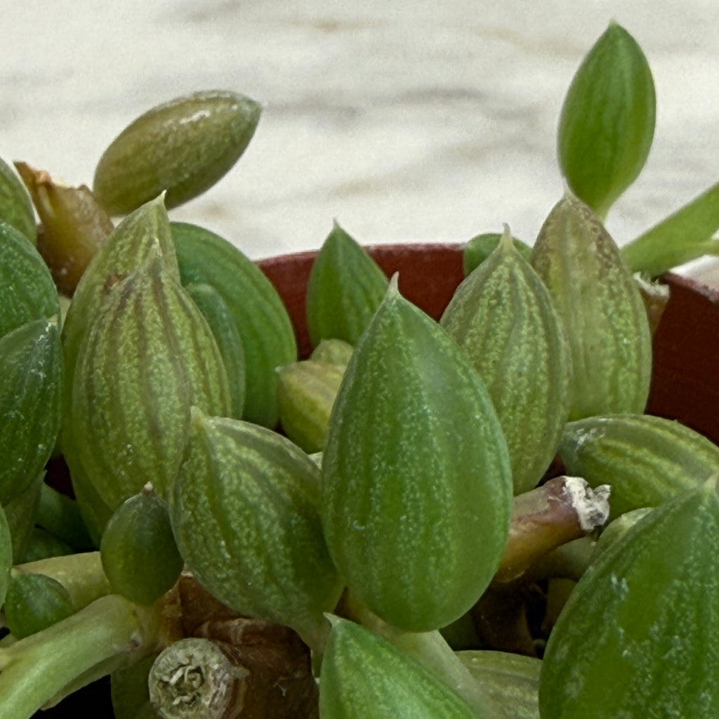 Herreianus String of Watermelons, 2" Plant