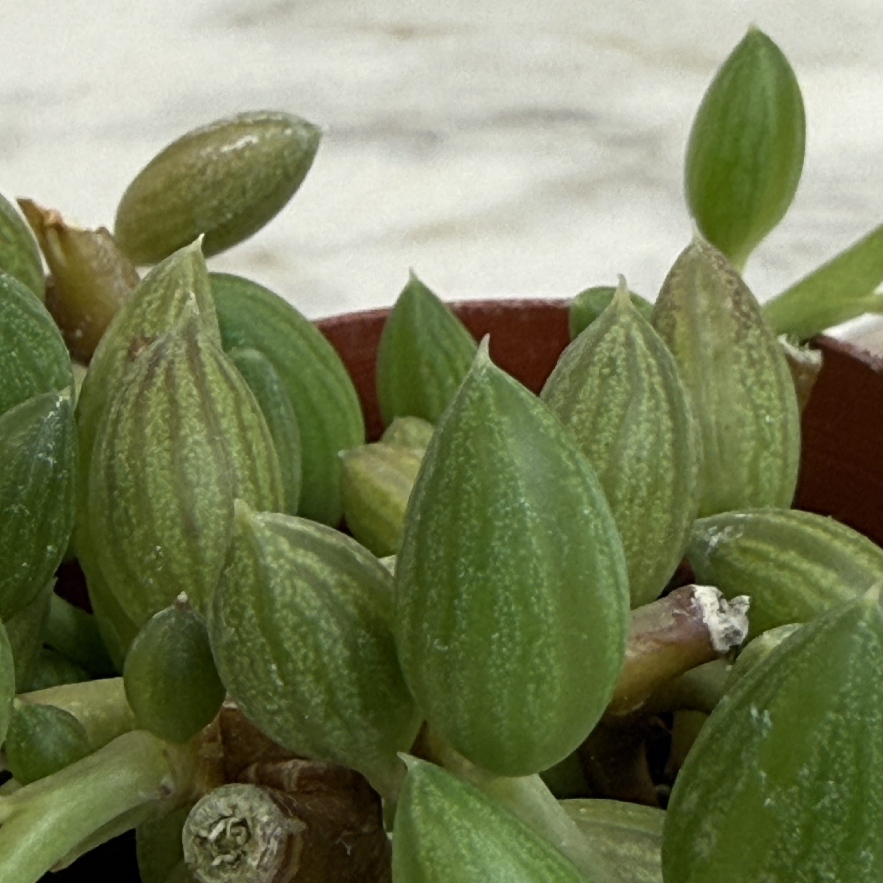 Herreianus String of Watermelons, 2" Plant
