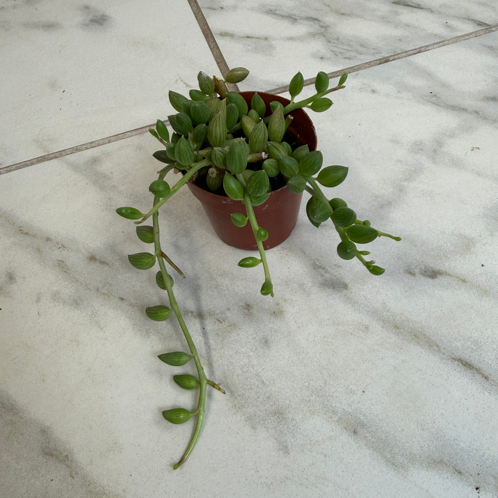 Herreianus String of Watermelons, 2" Plant