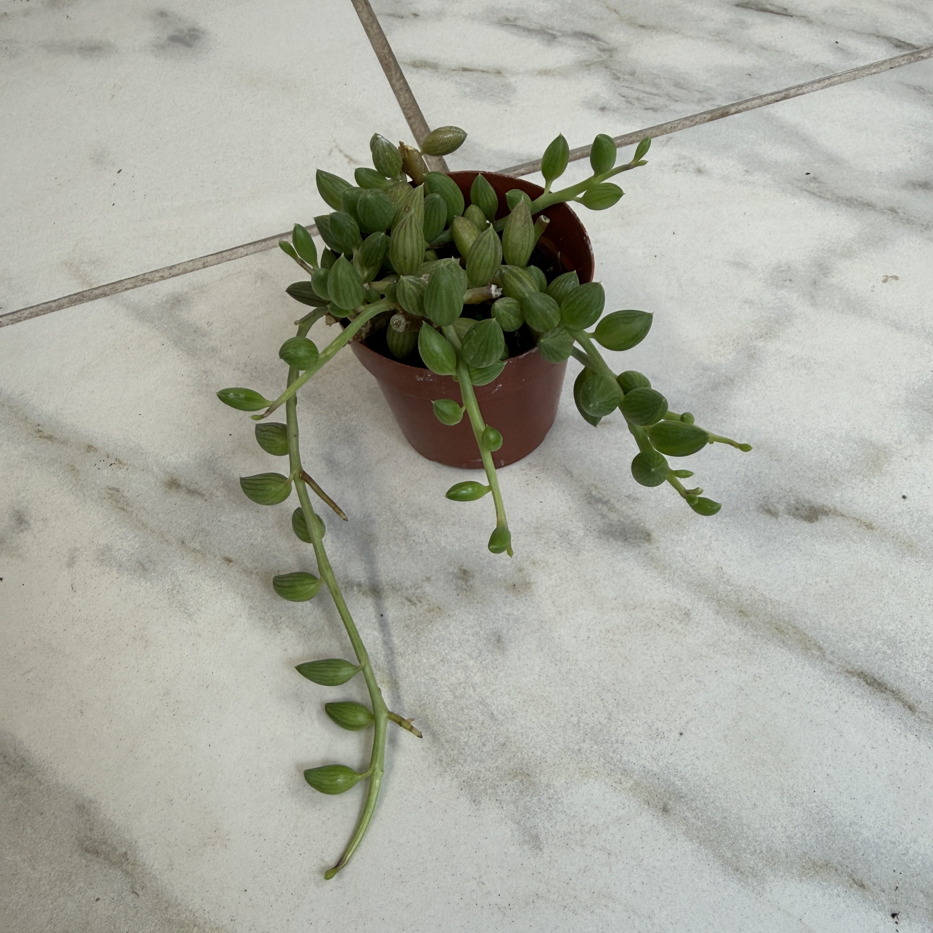 Herreianus String of Watermelons, 2" Plant