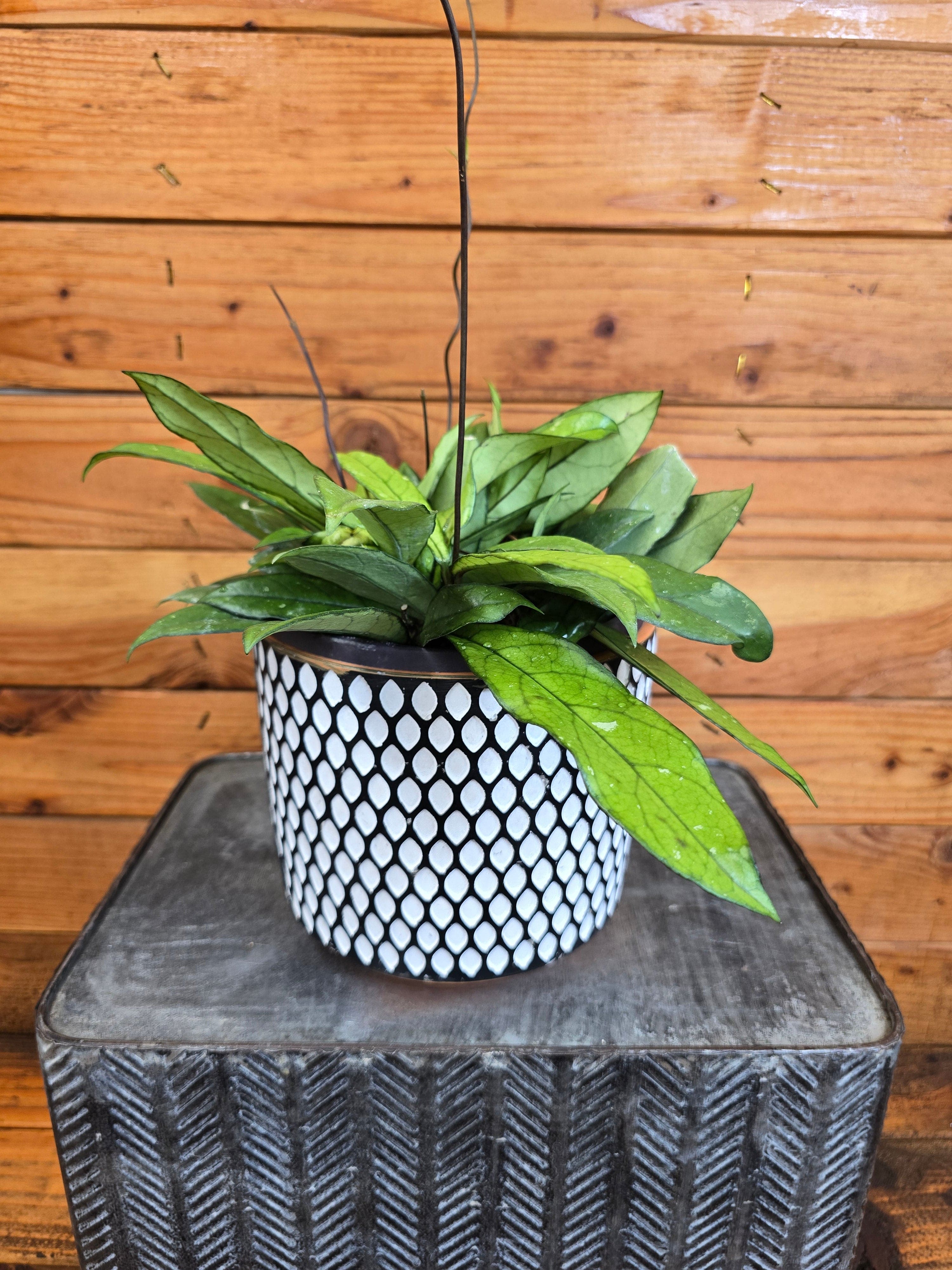 Hoya Crassipetiolata Little Splash, 6" Plant
