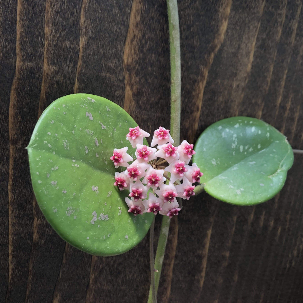 Hoya Obovata, 4" Plant