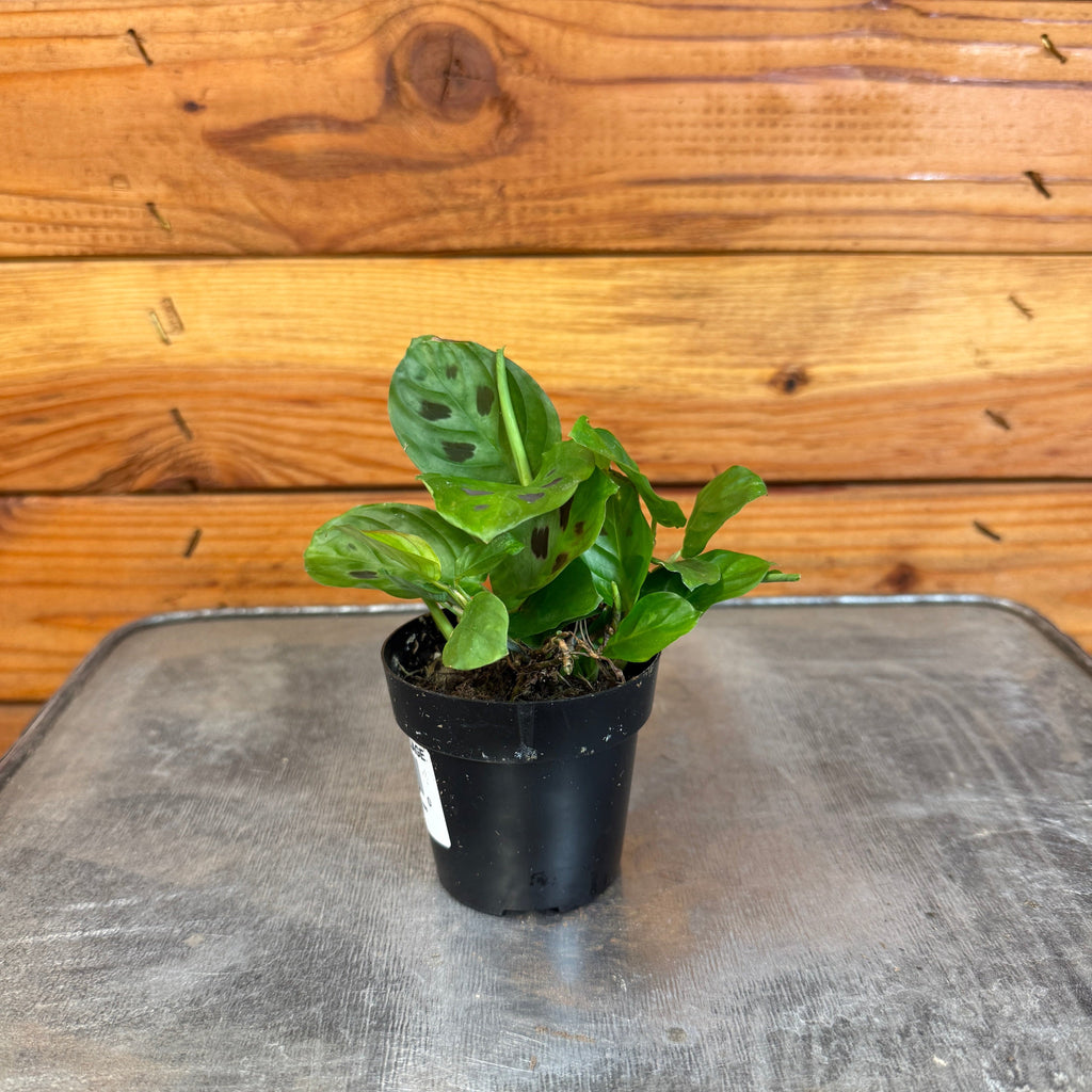 Maranta Leuconeura Mini Prayer, 2" Plant