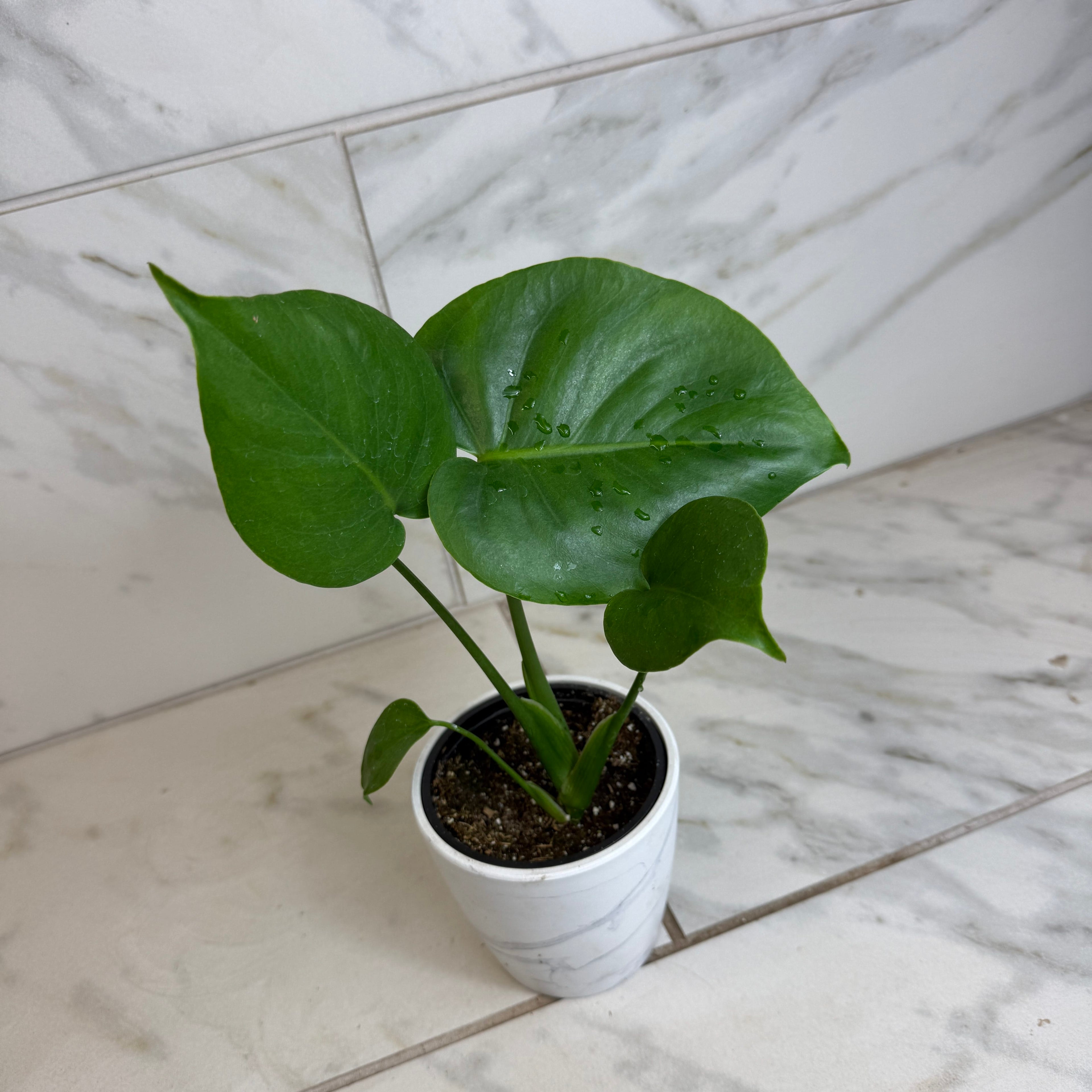 split leaf monstera plant Monstera Deliciosa Split Leaf, 4" Plant – Nate's Garden Supply