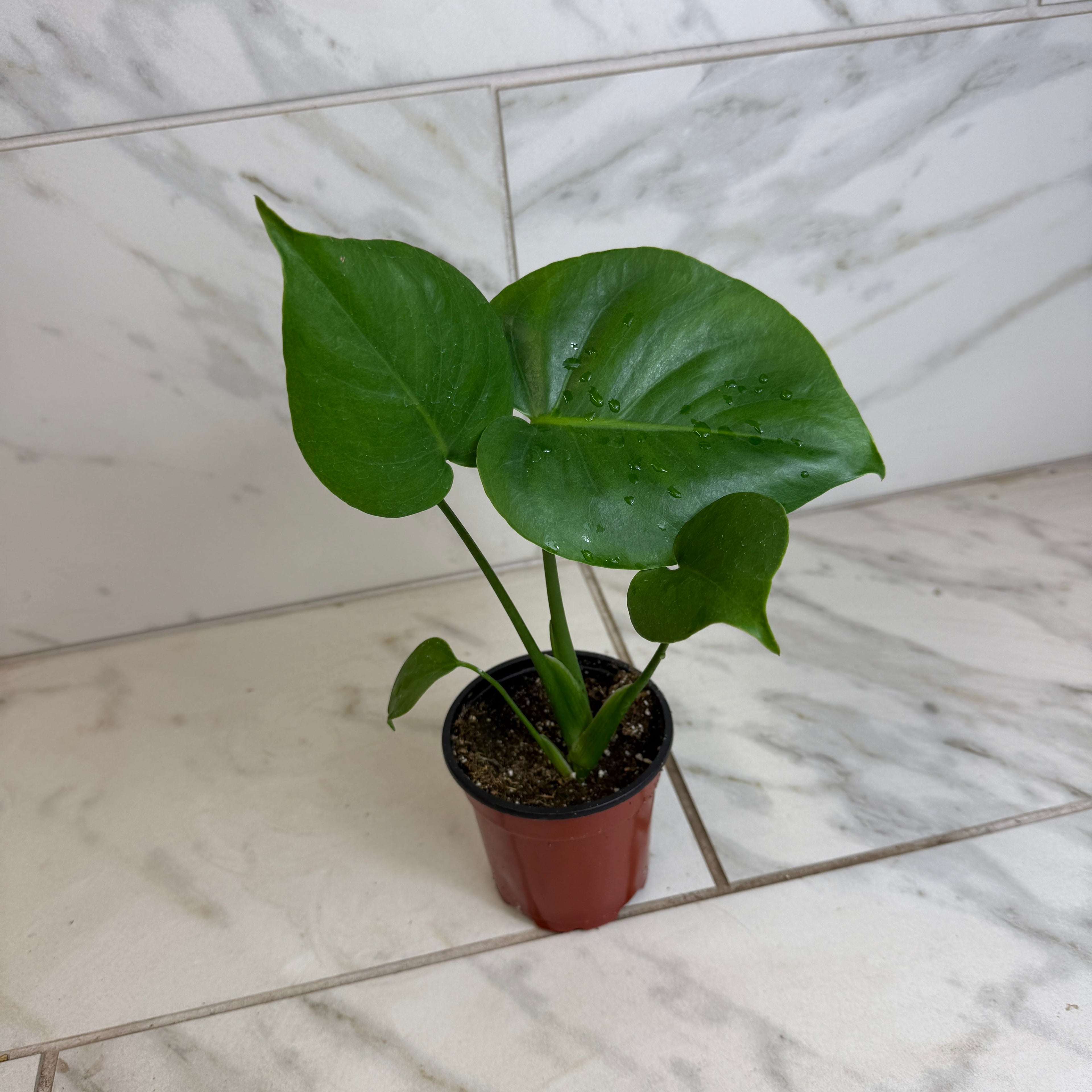 Monstera Deliciosa Split Leaf, 4" Plant