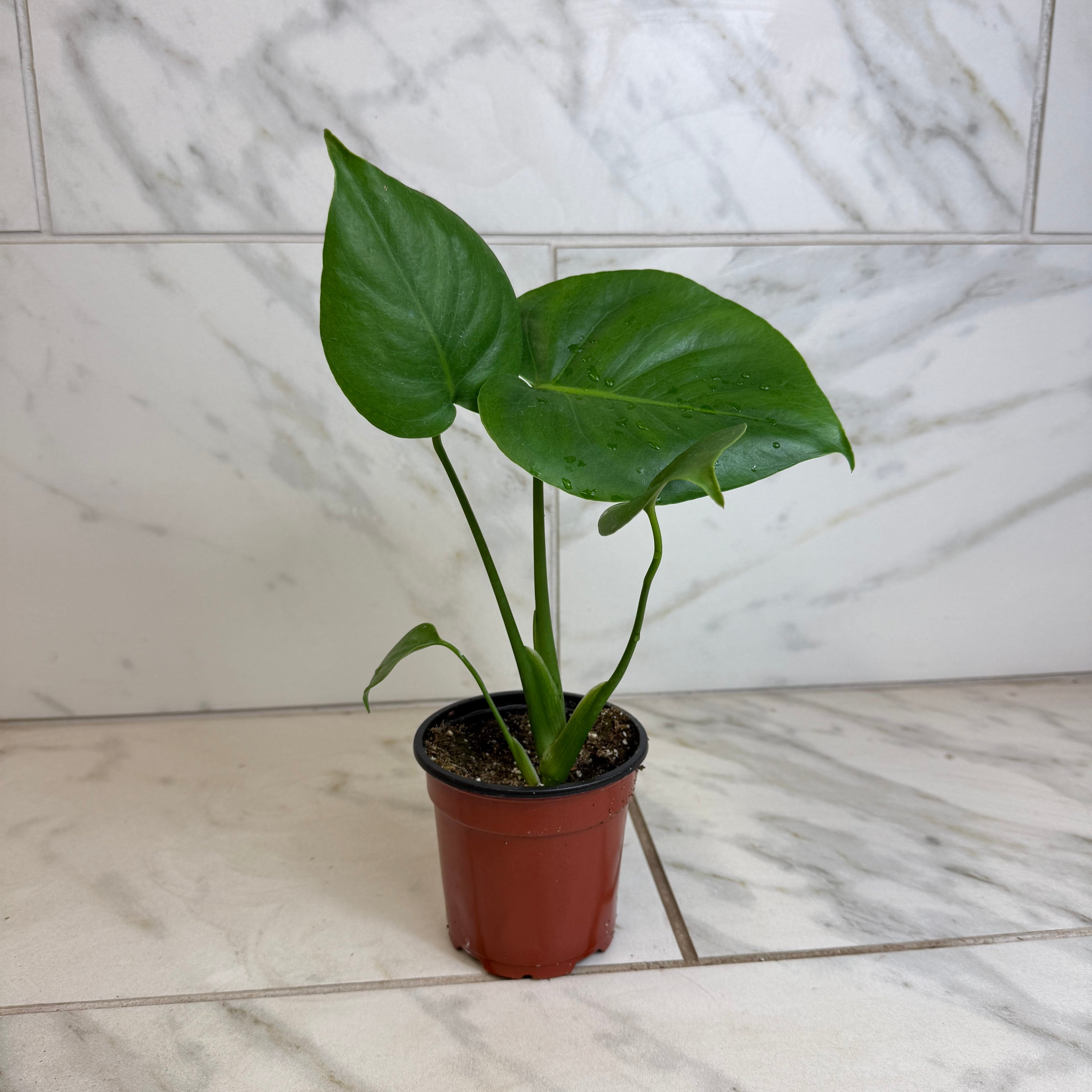 monstera deliciosa vs split leaf Monstera Deliciosa Split Leaf, 4" Plant
