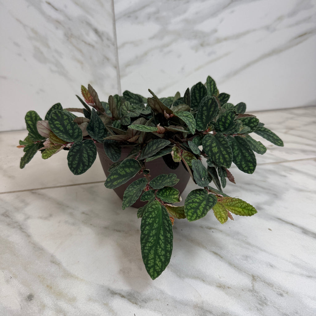 Pellionia Daveauana, 6" Plant