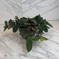 Pellionia Daveauana, 6" Plant