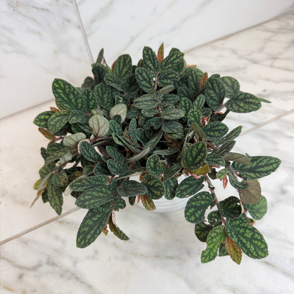 Pellionia Daveauana, 6" Plant
