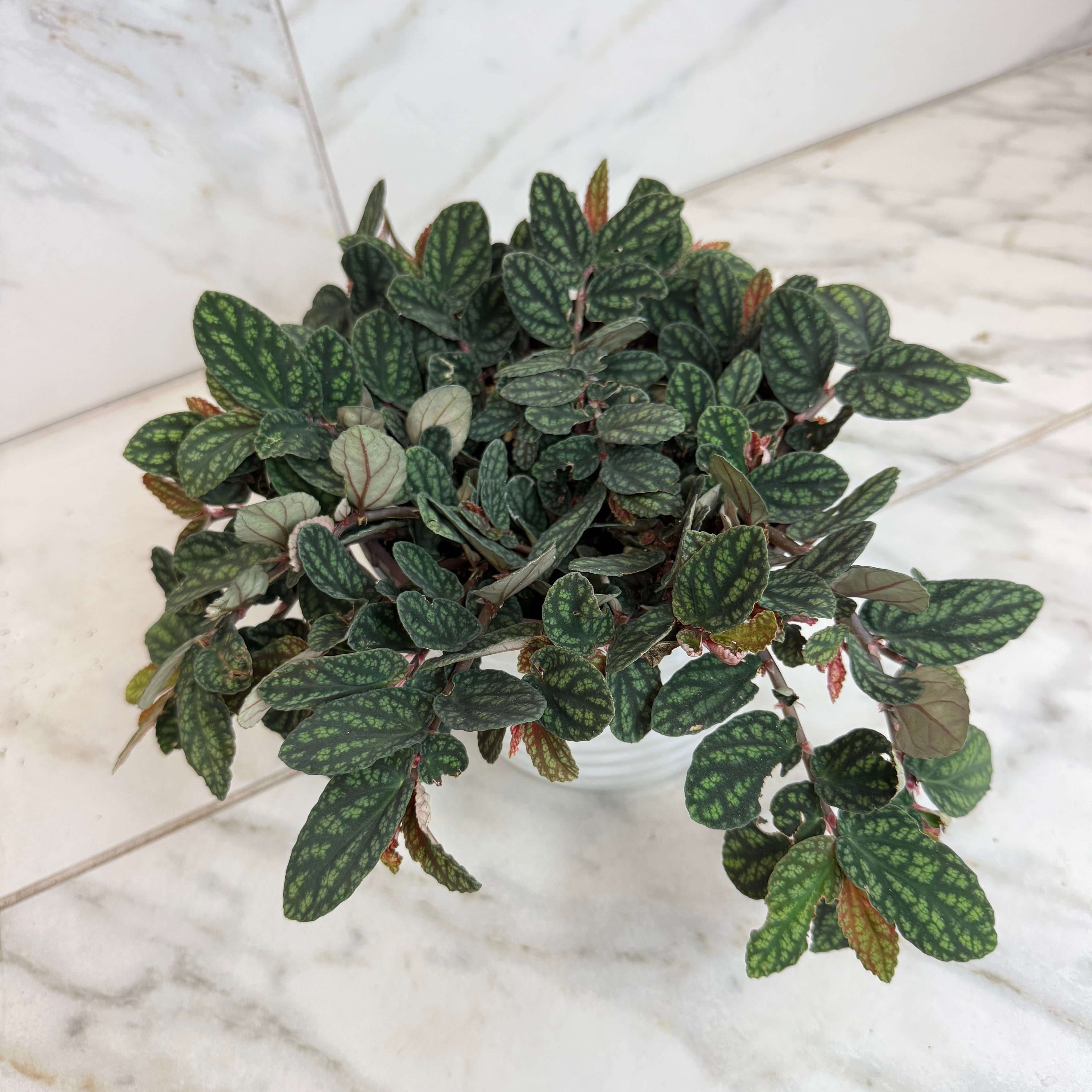 Pellionia Daveauana, 6" Plant