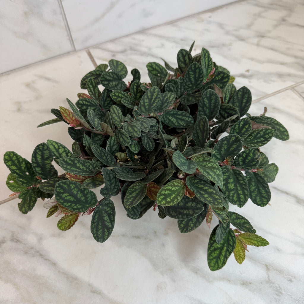 Pellionia Daveauana, 6" Plant