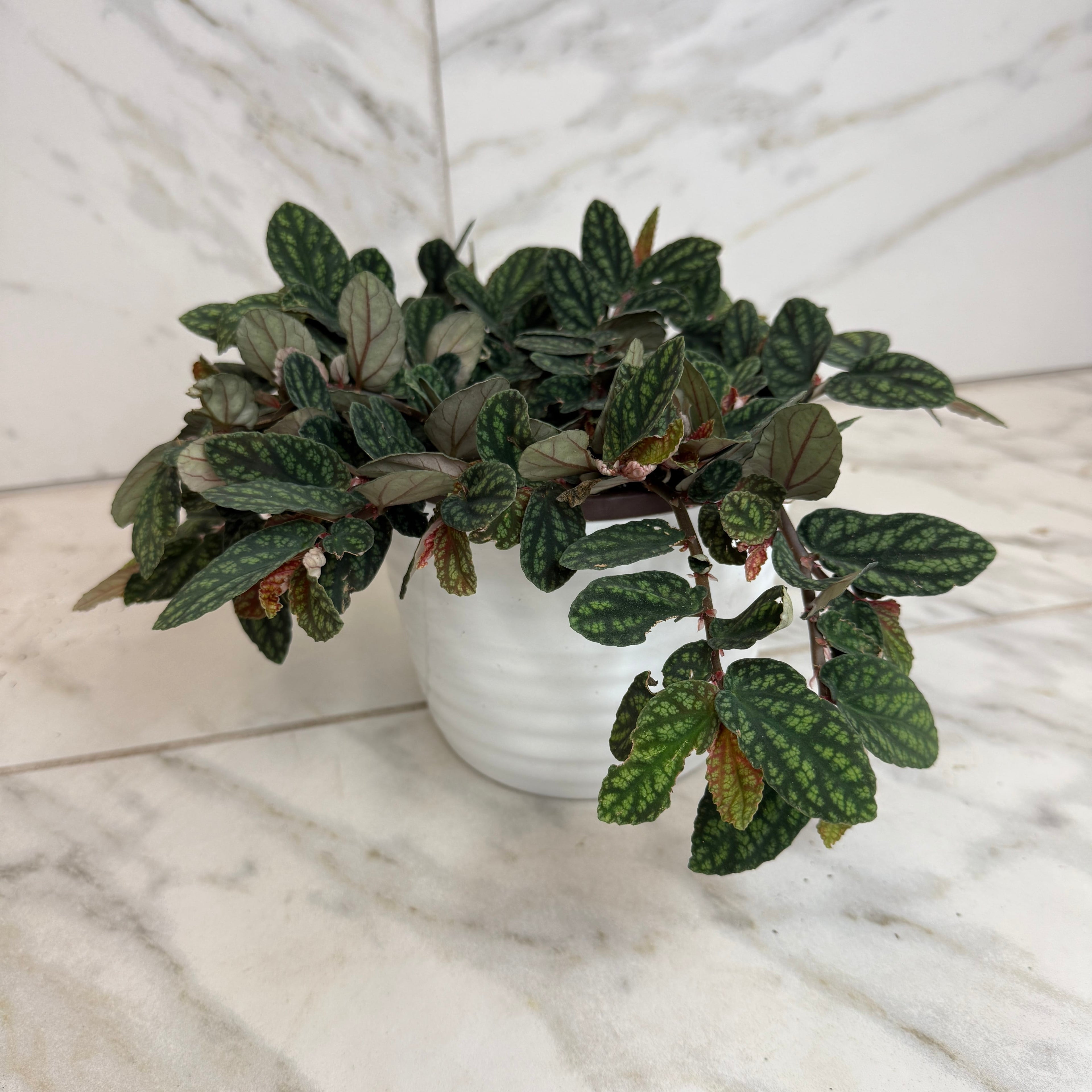 Pellionia Daveauana, 6" Plant