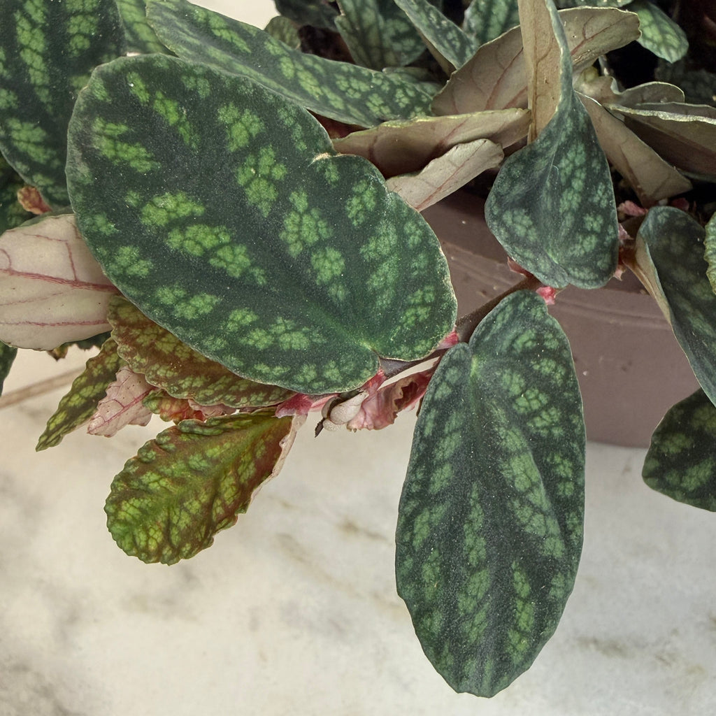 Pellionia Daveauana, 6" Plant