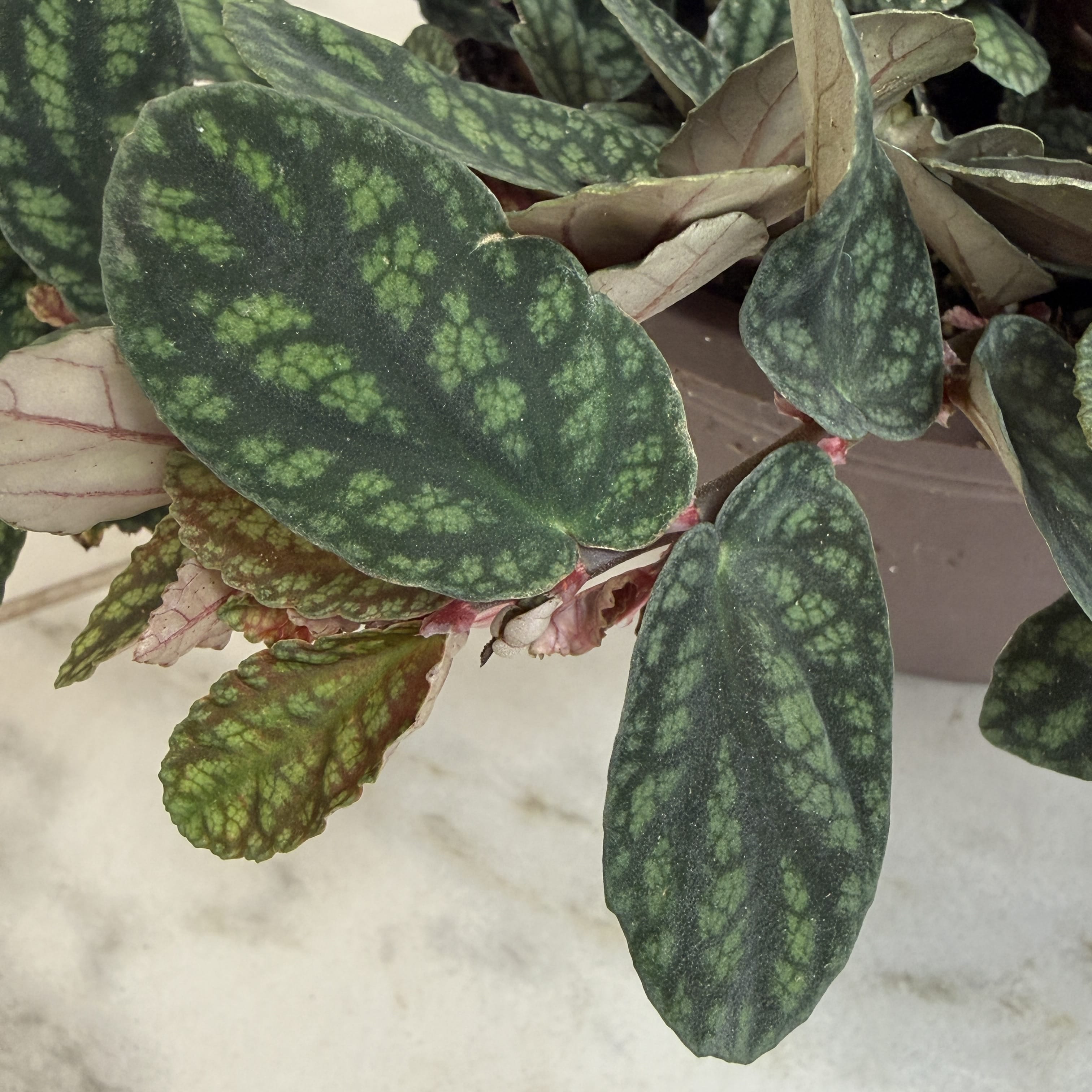 Pellionia Daveauana, 6" Plant