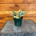 Peperomia Ginny, 4" Plant