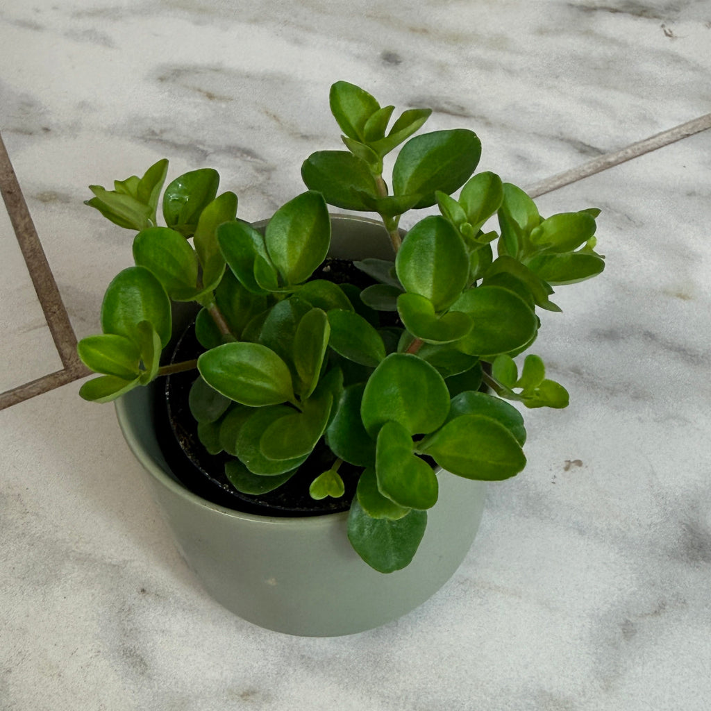 Peperomia Jitterbug, 2" Plant