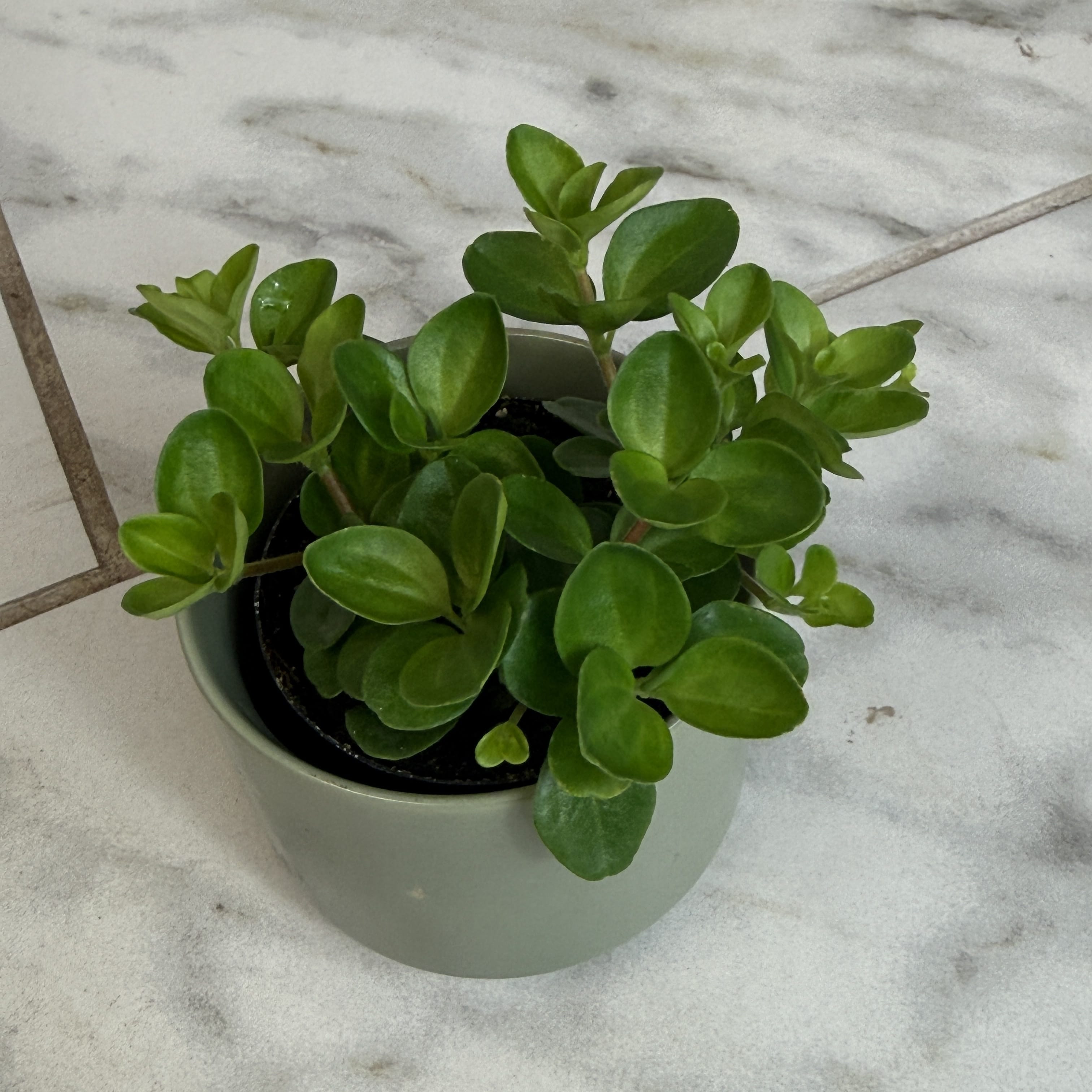 Peperomia Jitterbug, 2" Plant