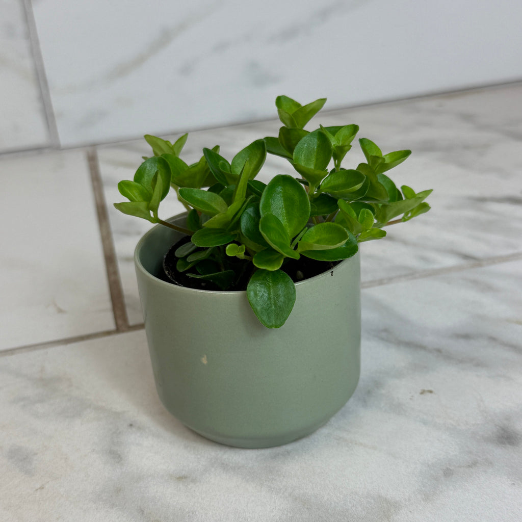 Peperomia Jitterbug, 2" Plant