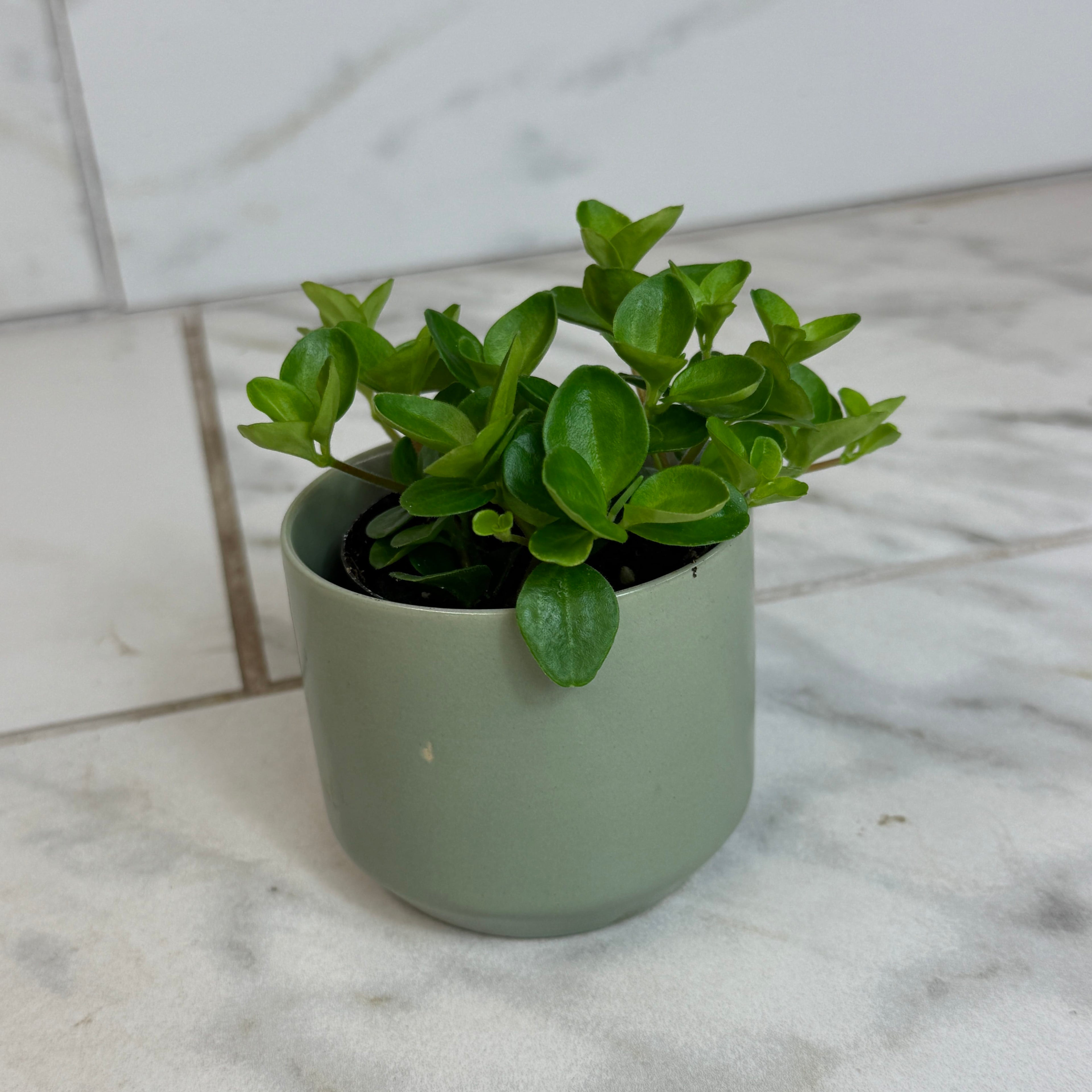 Peperomia Jitterbug, 2" Plant