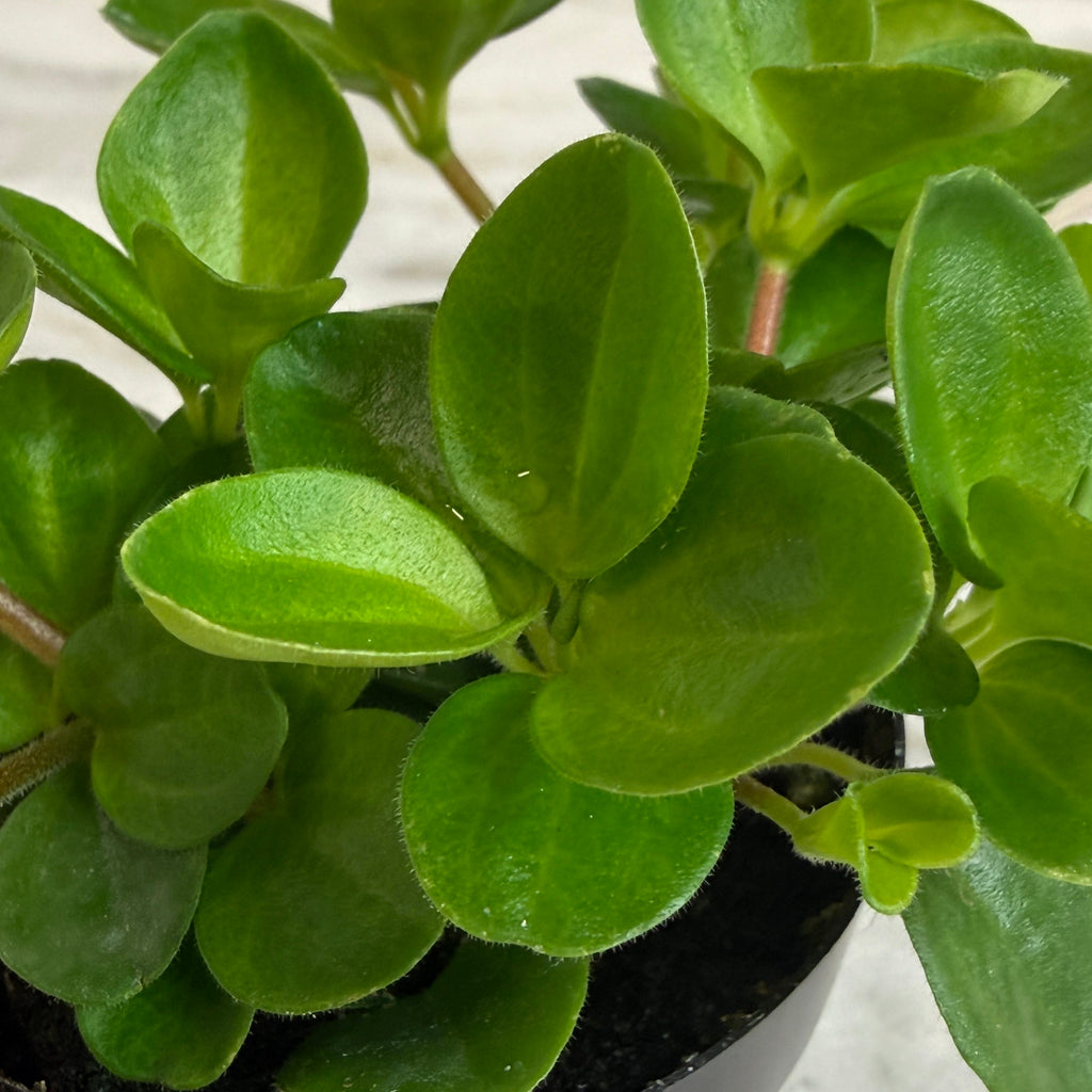 Peperomia Jitterbug, 2" Plant