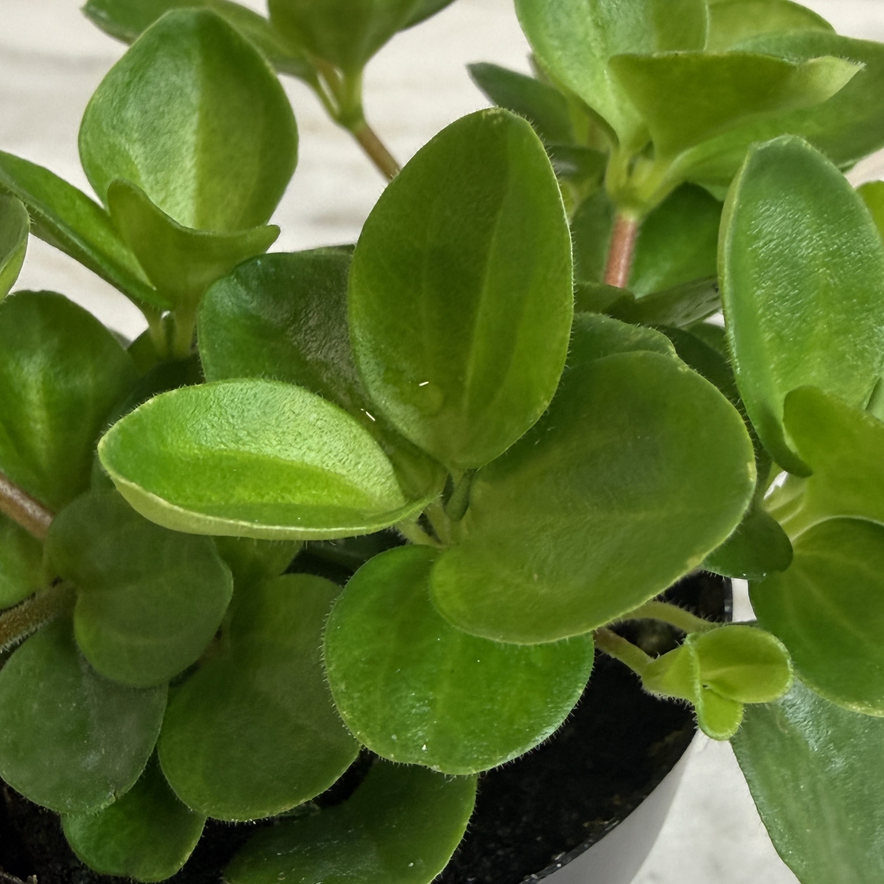 Peperomia Jitterbug, 2" Plant