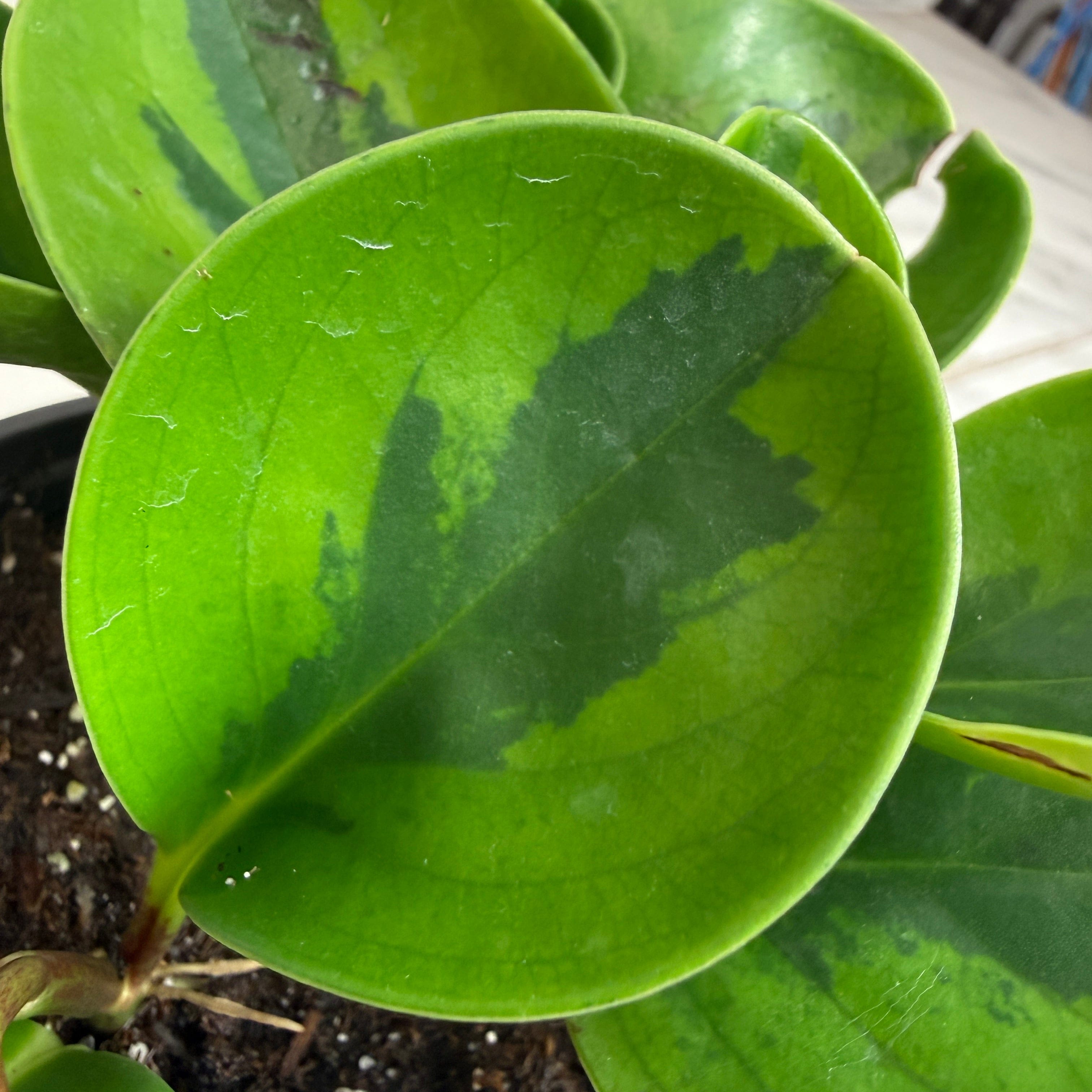 Peperomia Obtusifolia Lemon Lime, 4" Plant