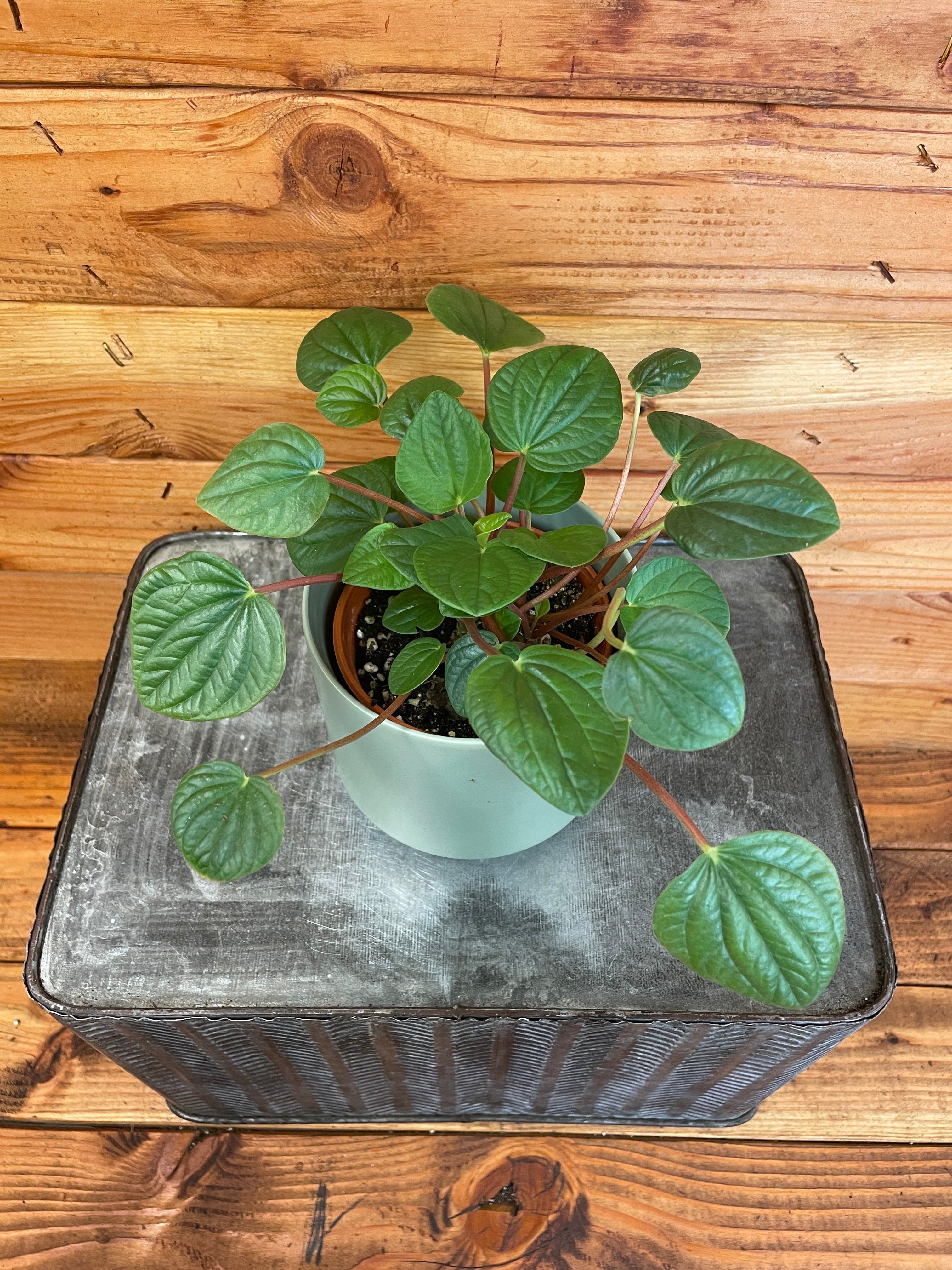 Peperomia Rana Verde, 4" Plant