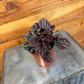 Peperomia Red Luna, 4" Plant