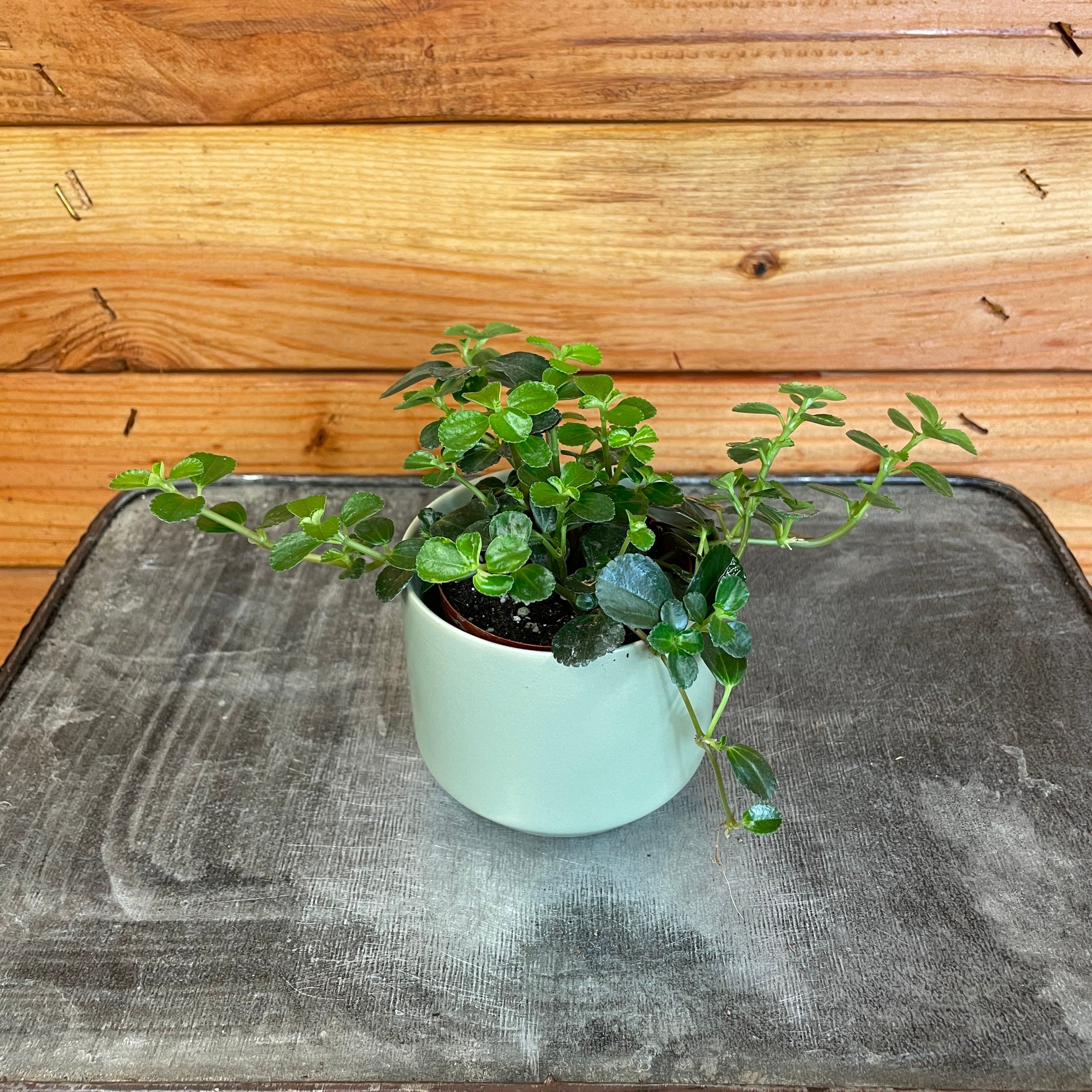 Pilea Espresso, 2" Plant