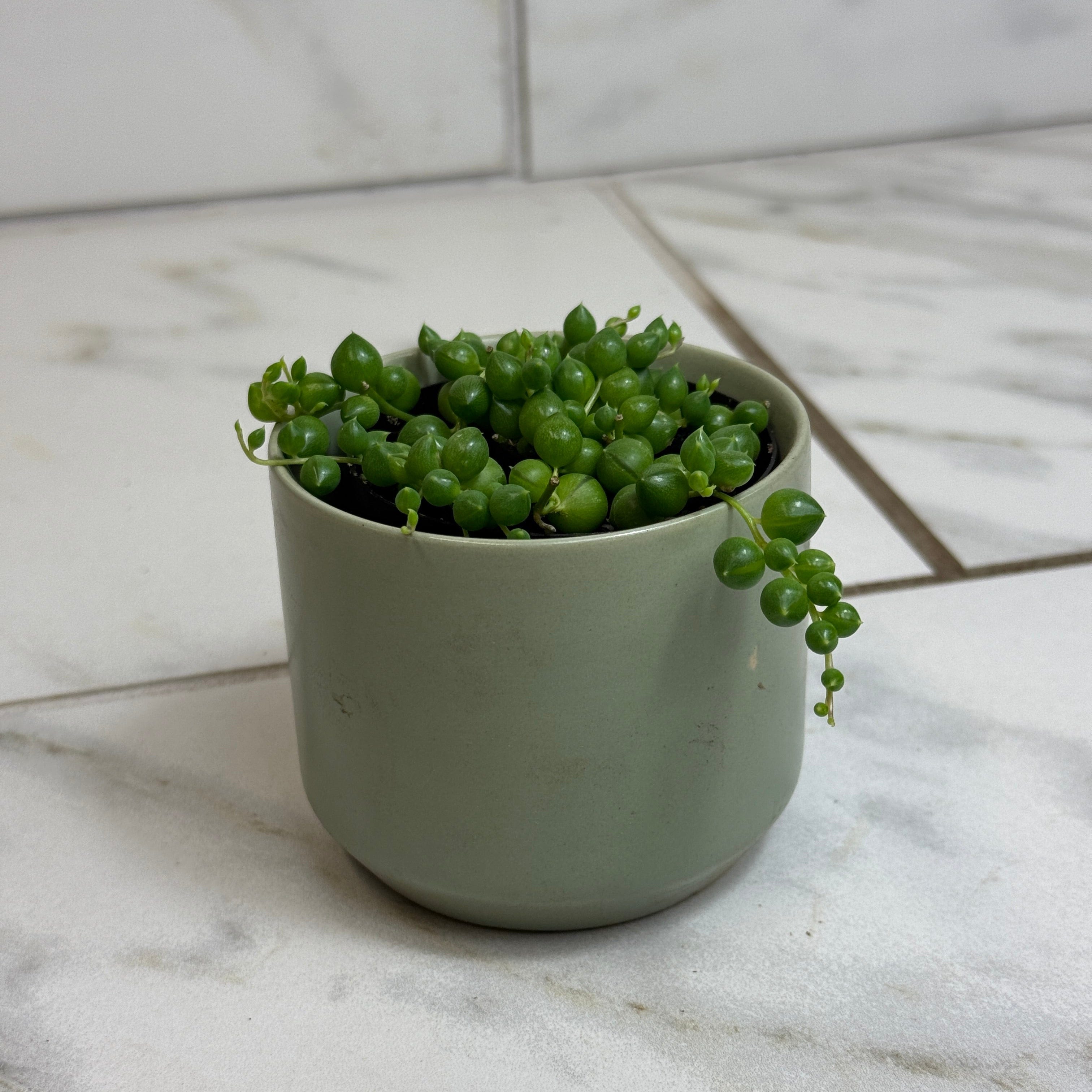 Rowleyanus String of Pearls, 2" Plant