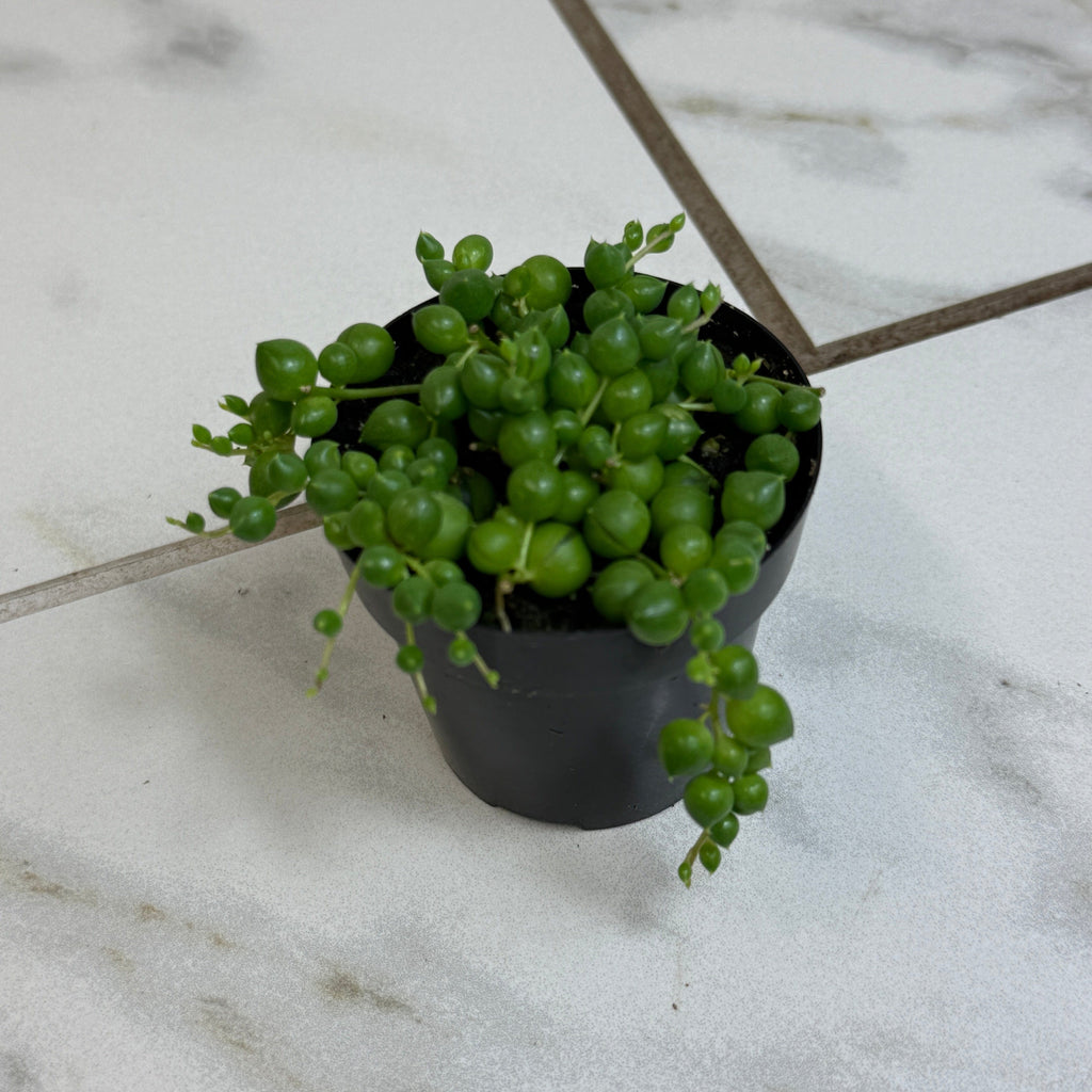 Rowleyanus String of Pearls, 2" Plant