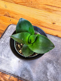 Sansevieria Black Jade Hahnii, 4" Plant
