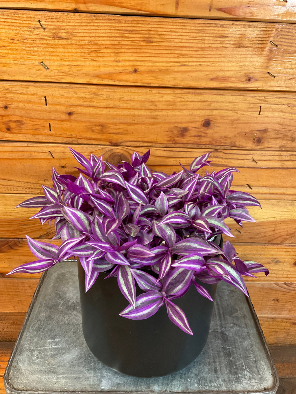 Tradescantia Pink Paradise, 6" Plant