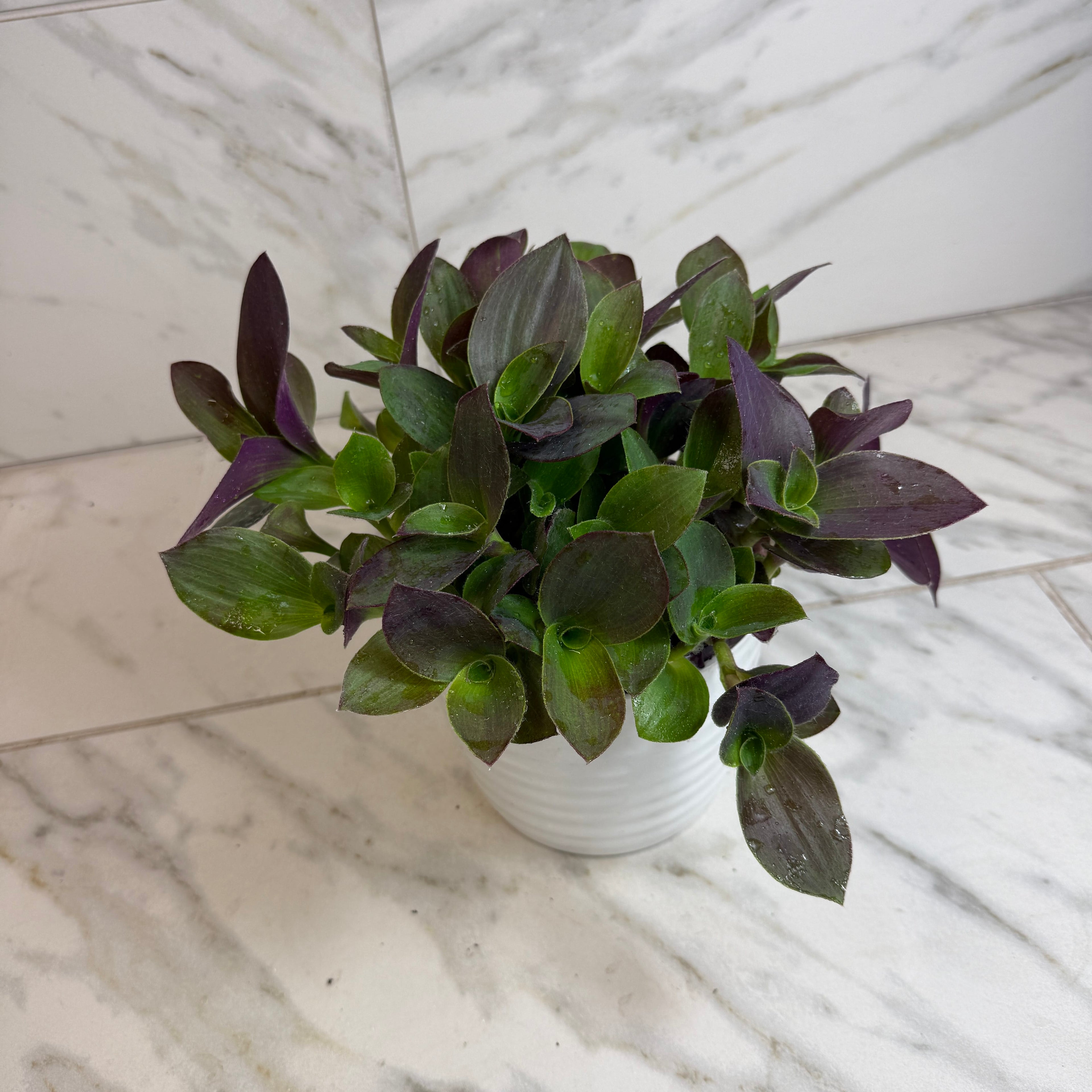 Tradescantia Sillamontana Purple Teddy Bear Vine, 6" Plant