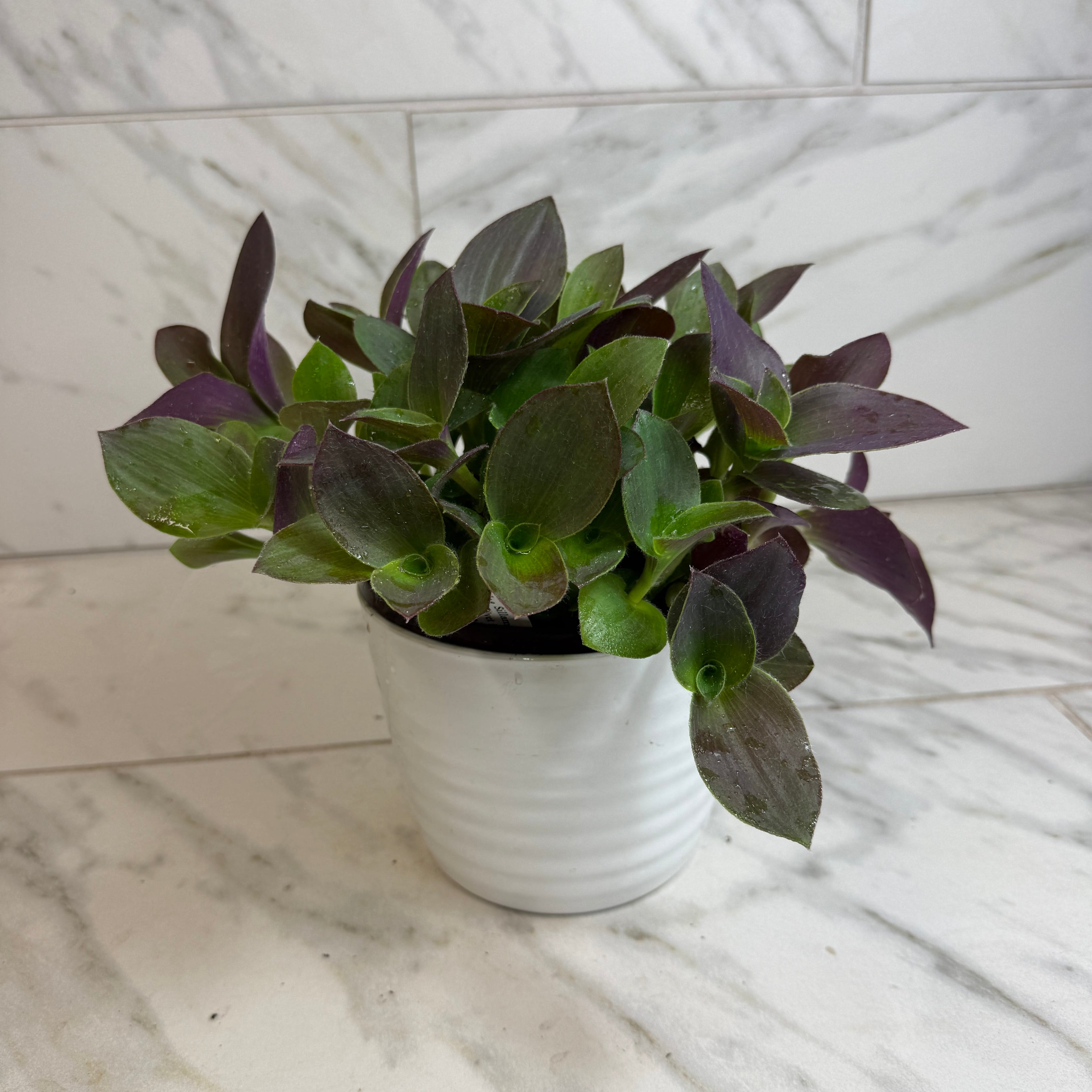 Tradescantia Sillamontana Purple Teddy Bear Vine, 6" Plant